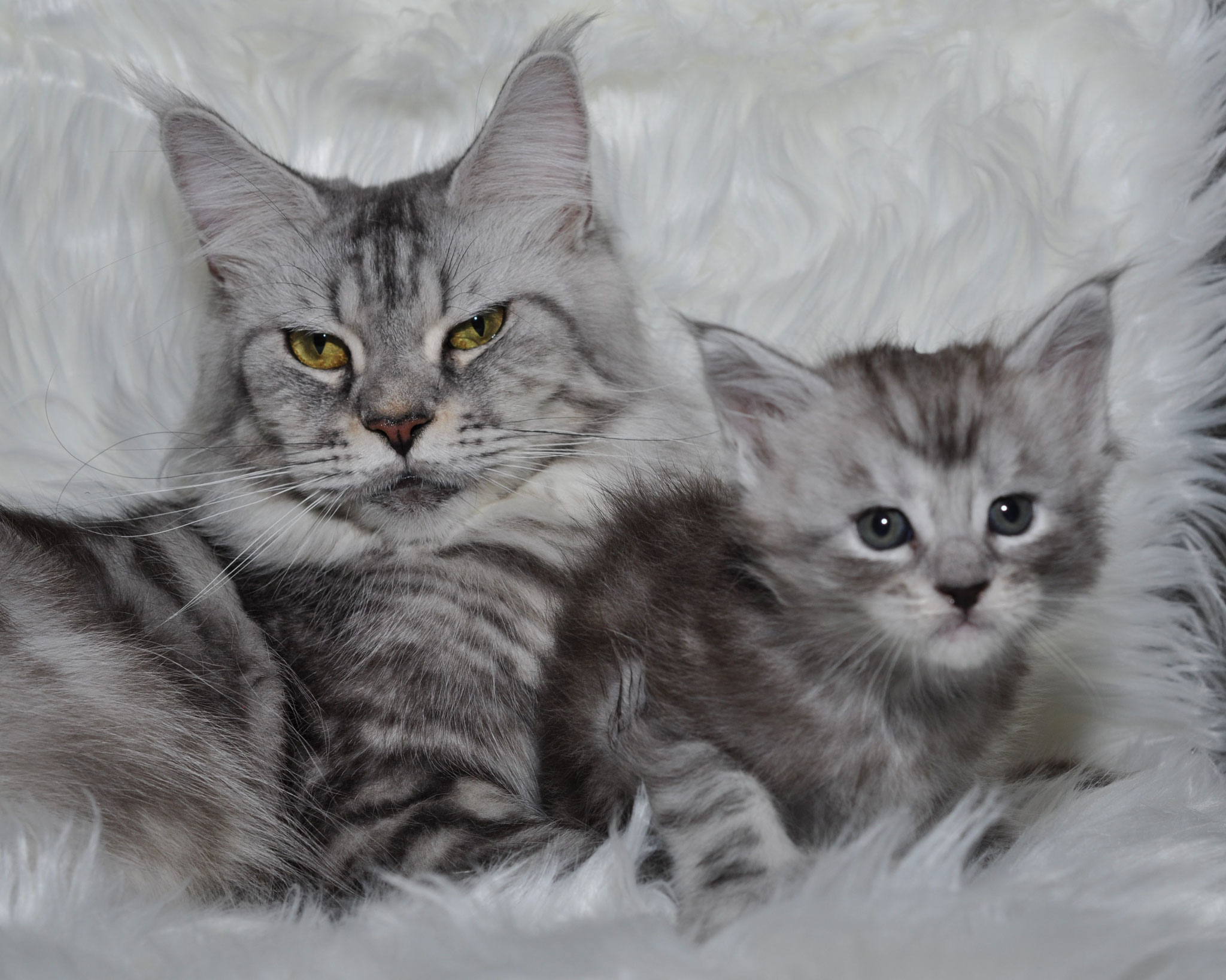 Two cats laying on a blanket with one cat looking at the camera.