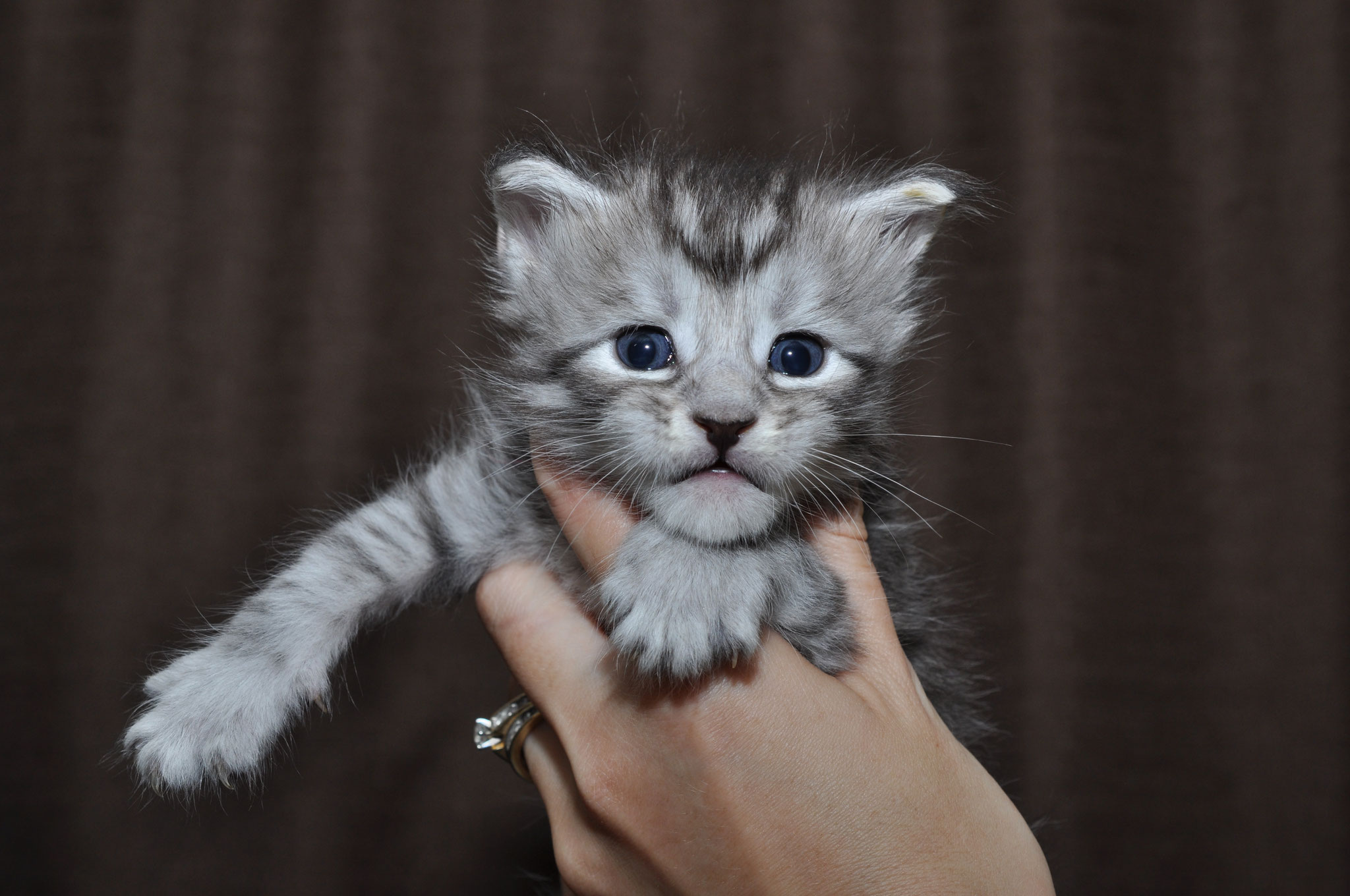 A person holding a kitten in their hand.