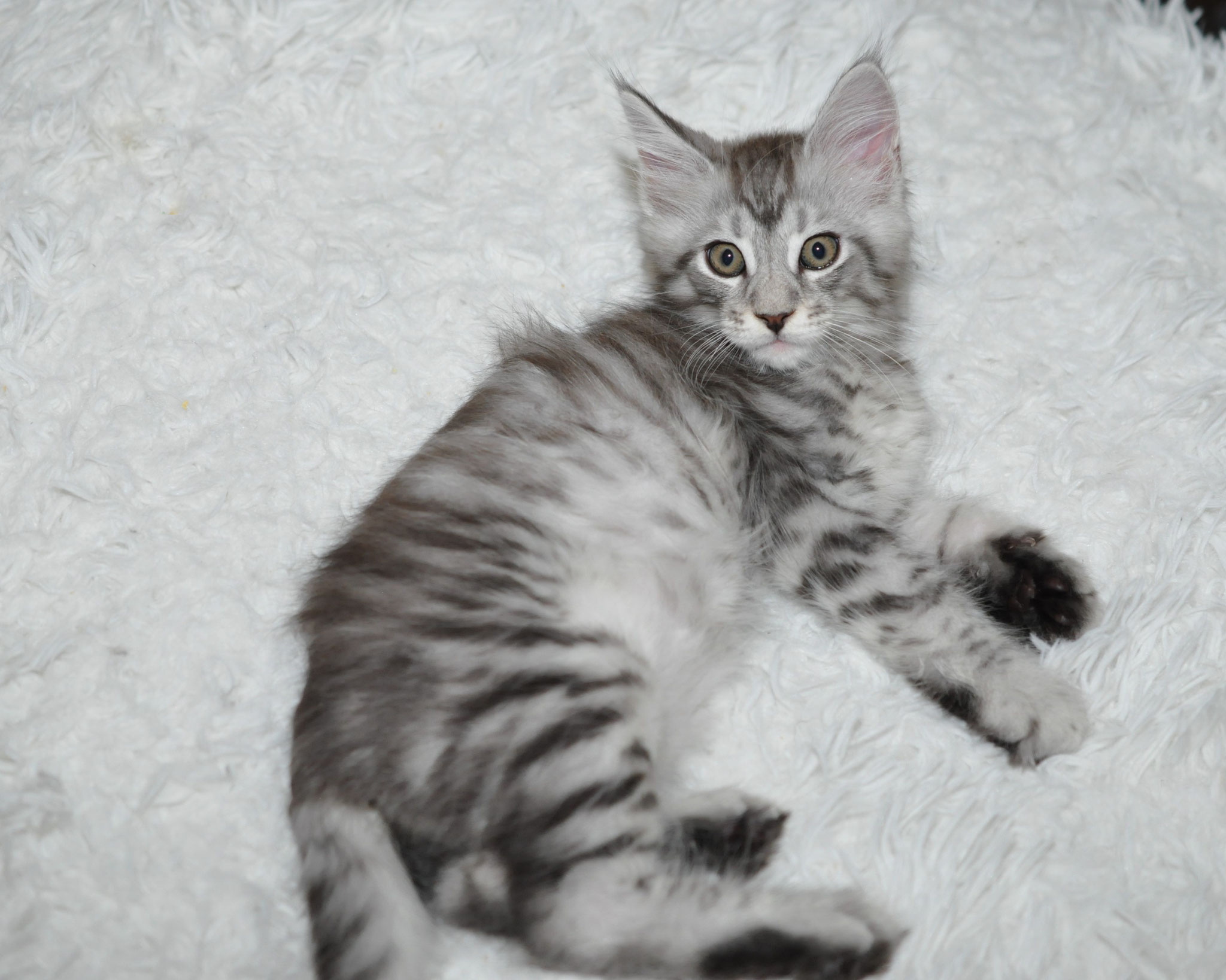 A cat is laying on the floor and looking at the camera.