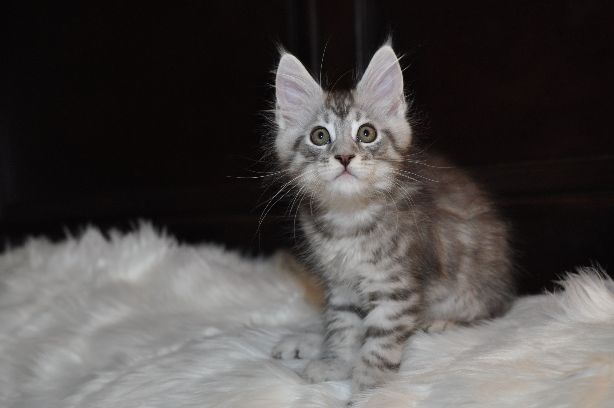 A cat sitting on top of a white blanket.