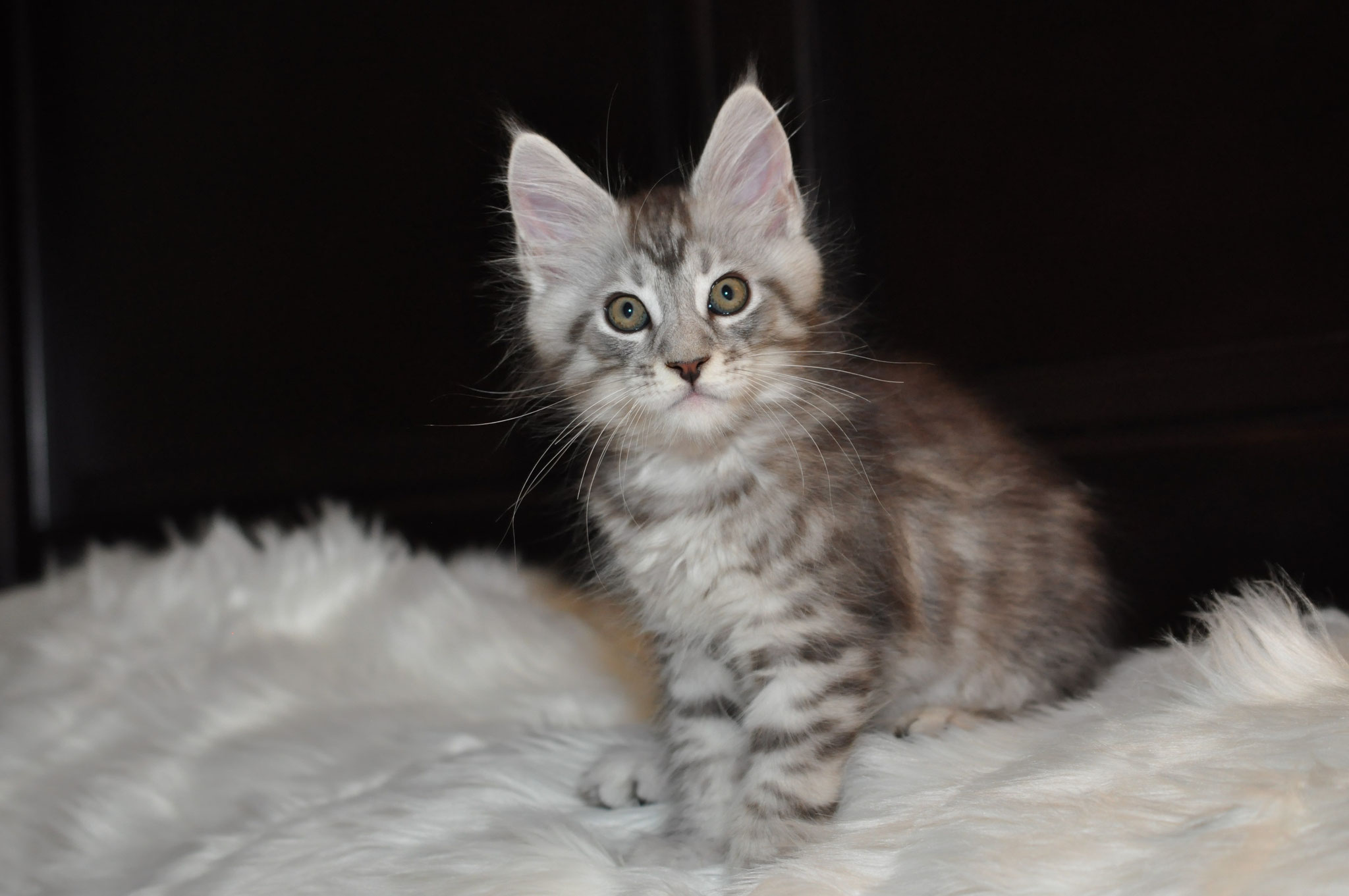 A cat sitting on top of a white blanket.