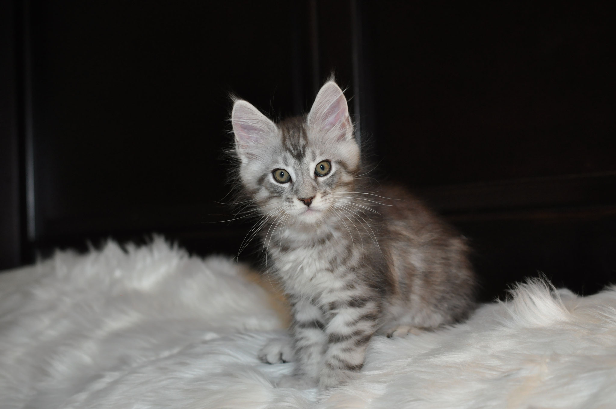 A cat sitting on top of a white blanket.