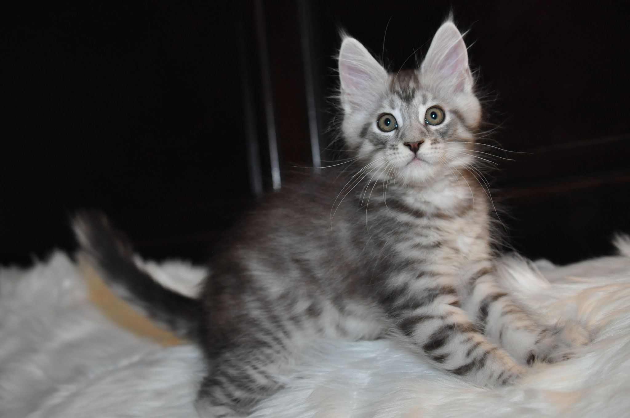 A cat that is sitting on the ground.