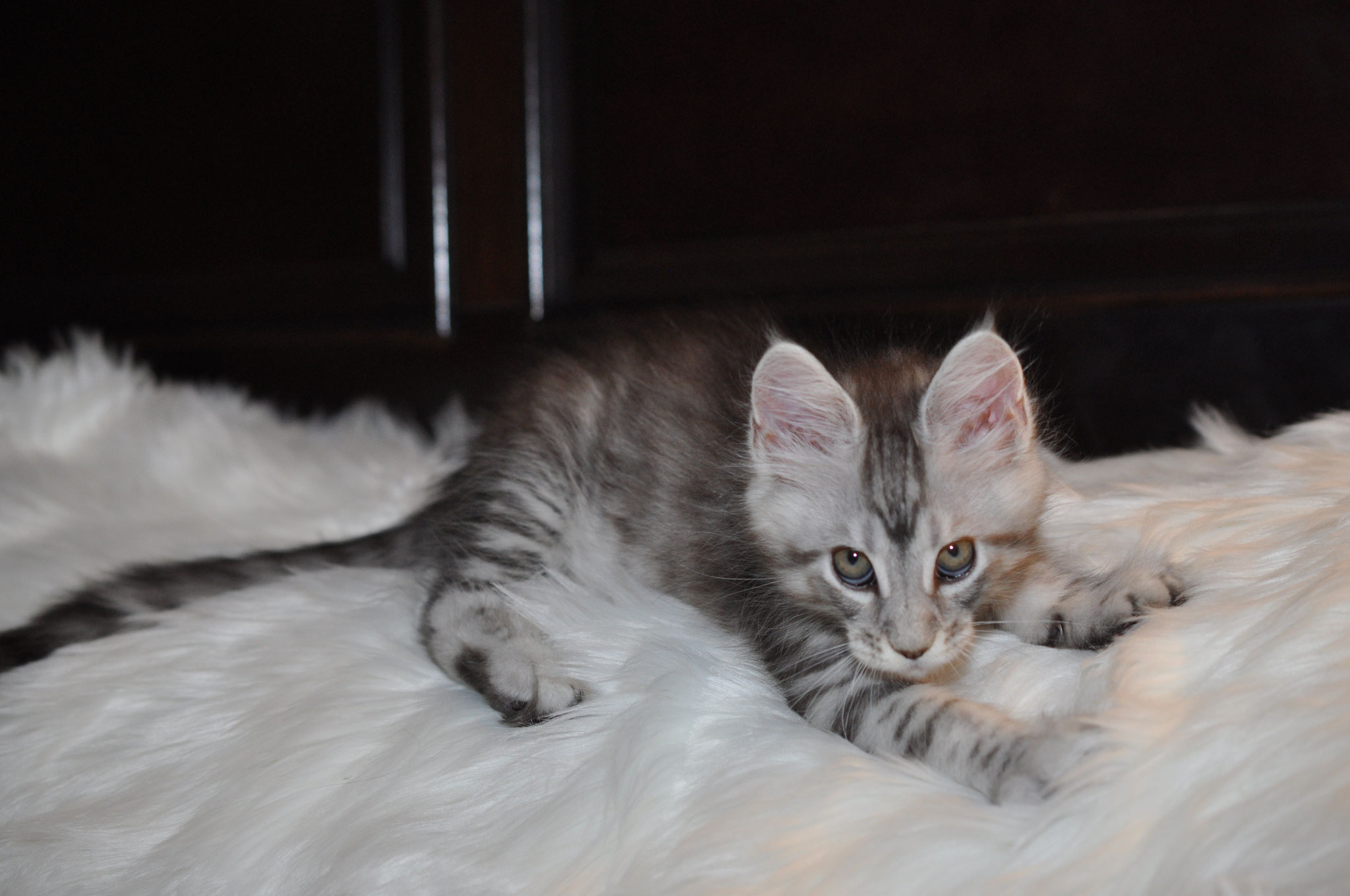 A cat laying on top of a white blanket.