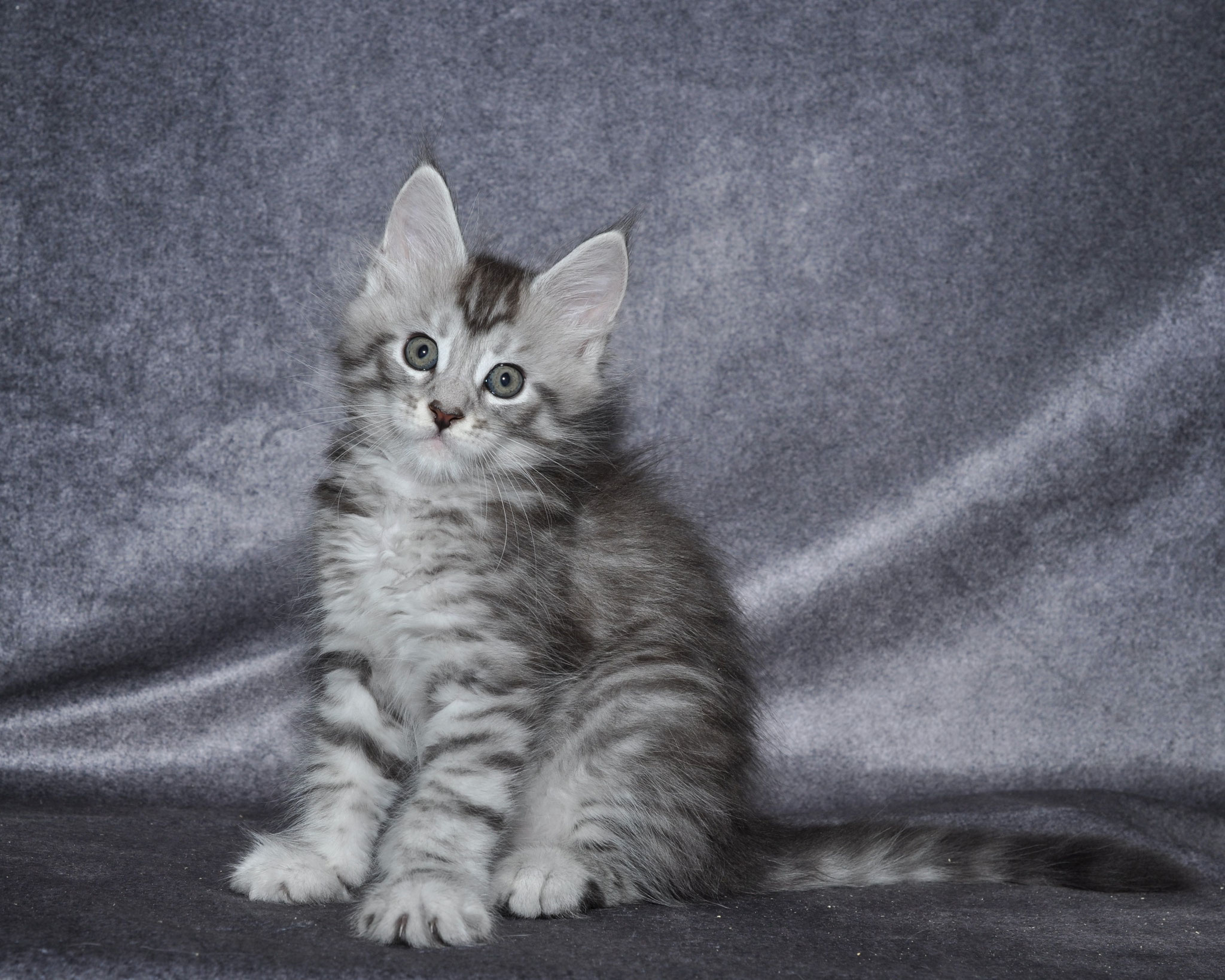 A cat sitting on top of a blanket.