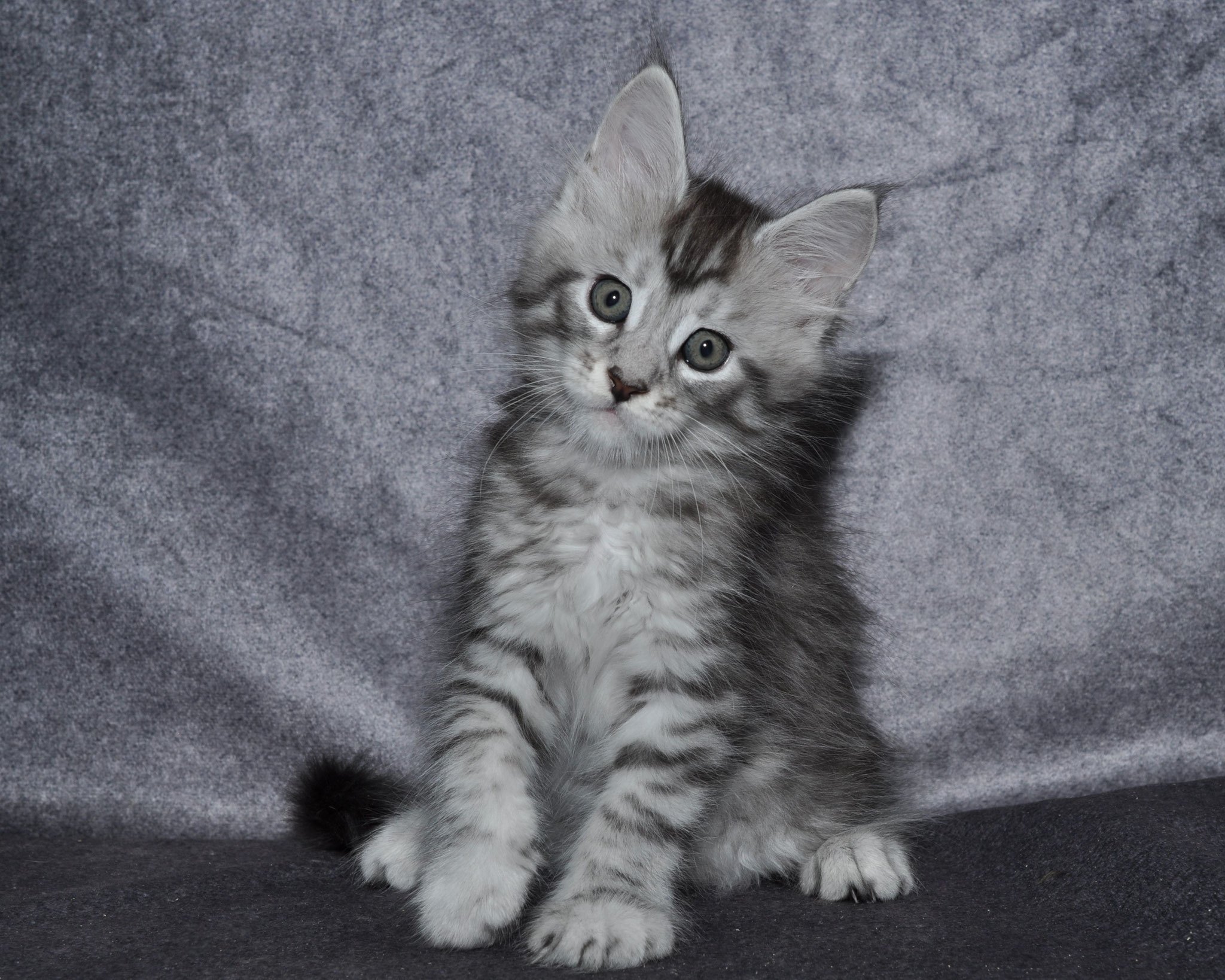 A gray and white kitten sitting on top of the ground.
