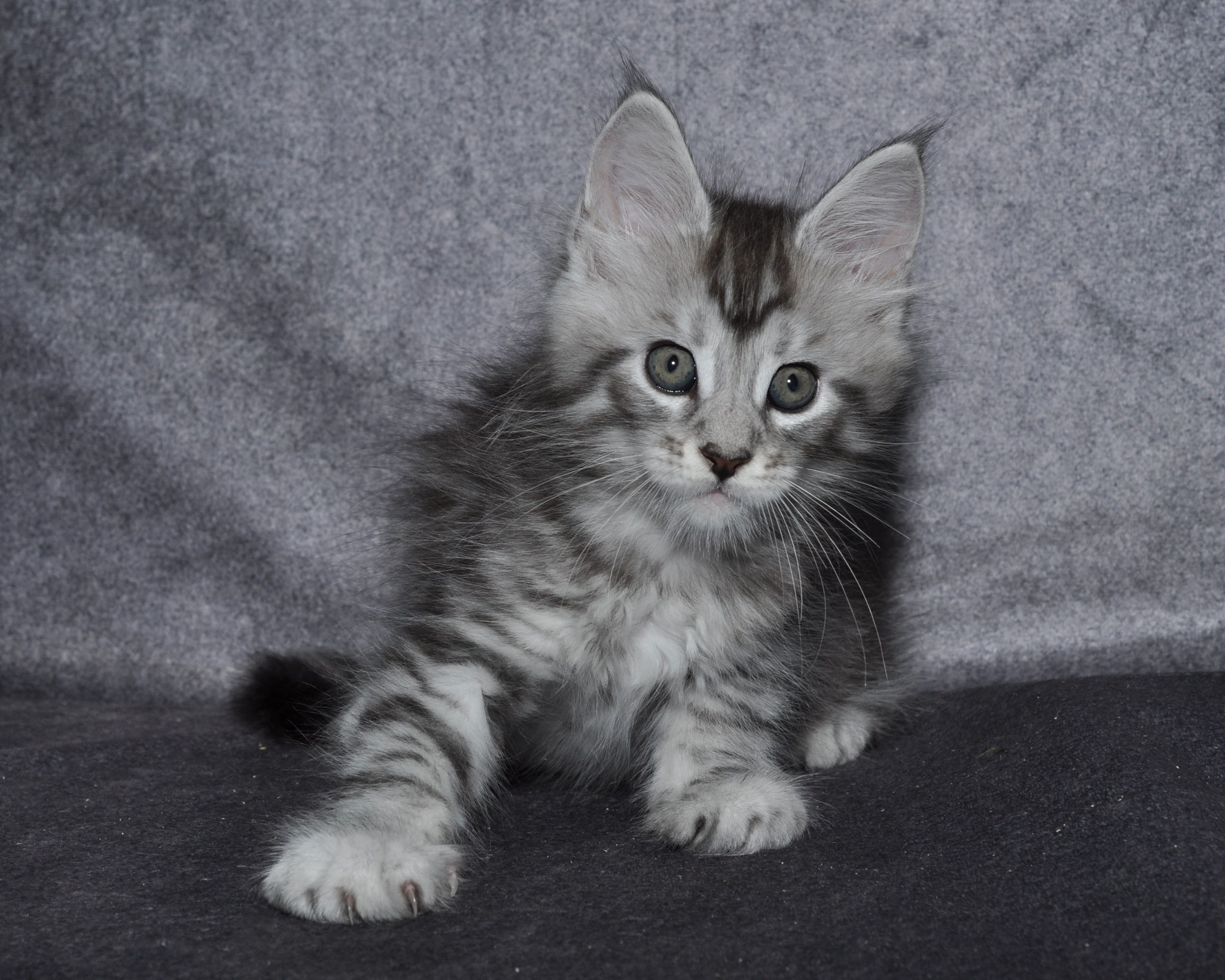 A cat sitting on top of the ground.