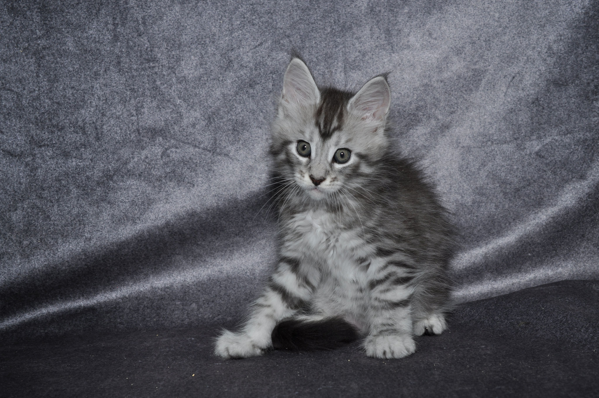 A cat sitting on top of the ground.