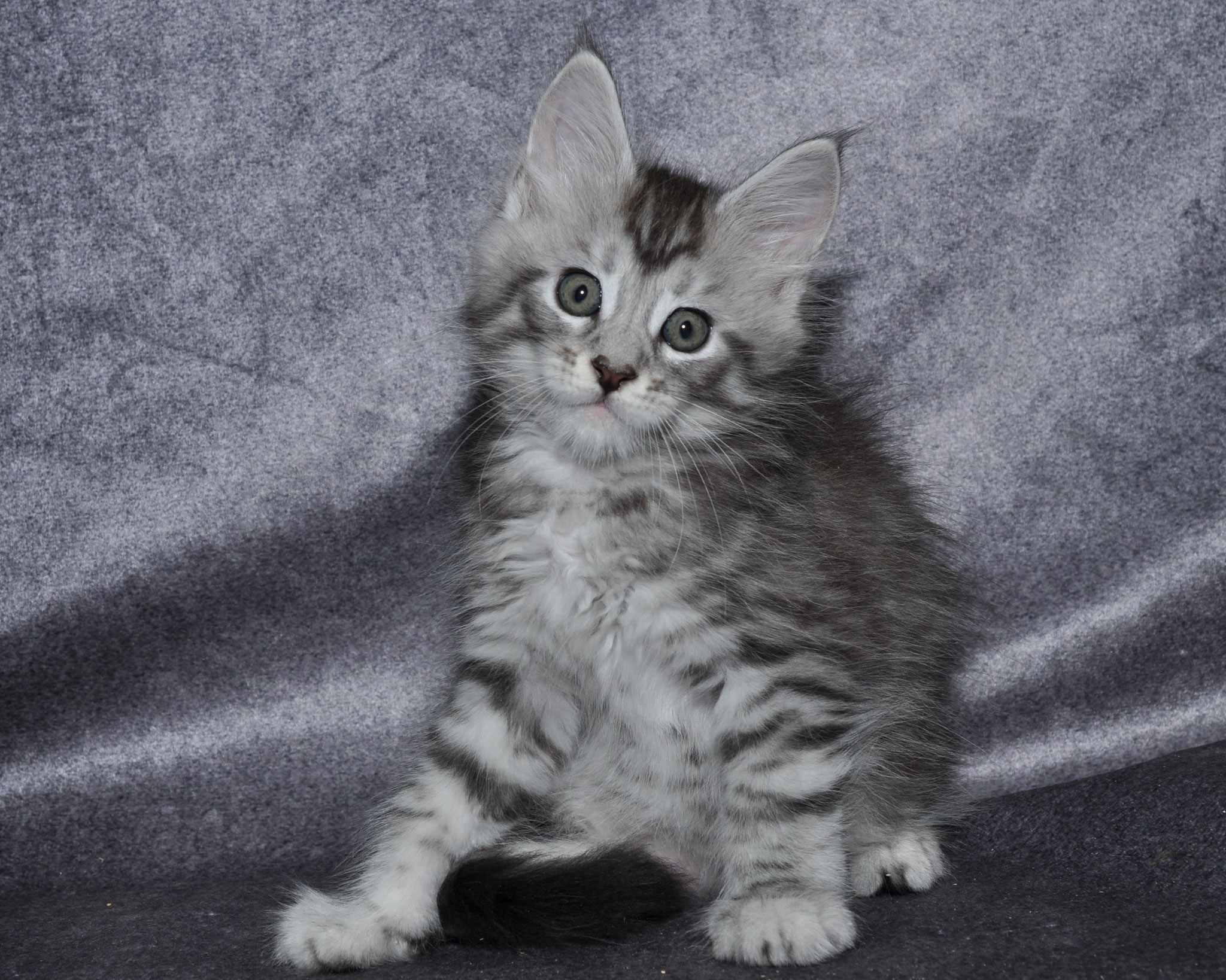A cat sitting on top of a blanket.