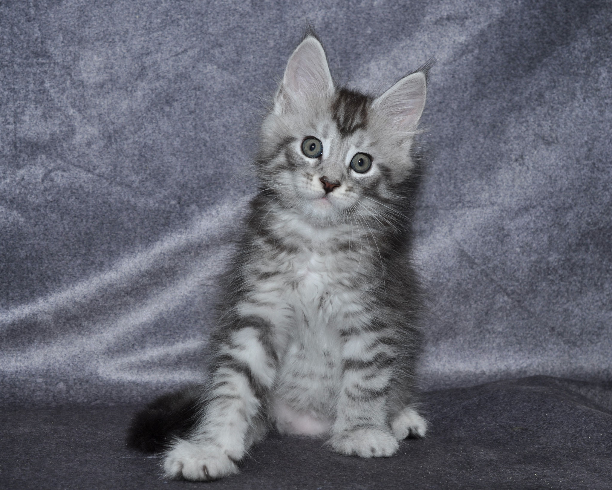 A cat sitting on top of a blanket.