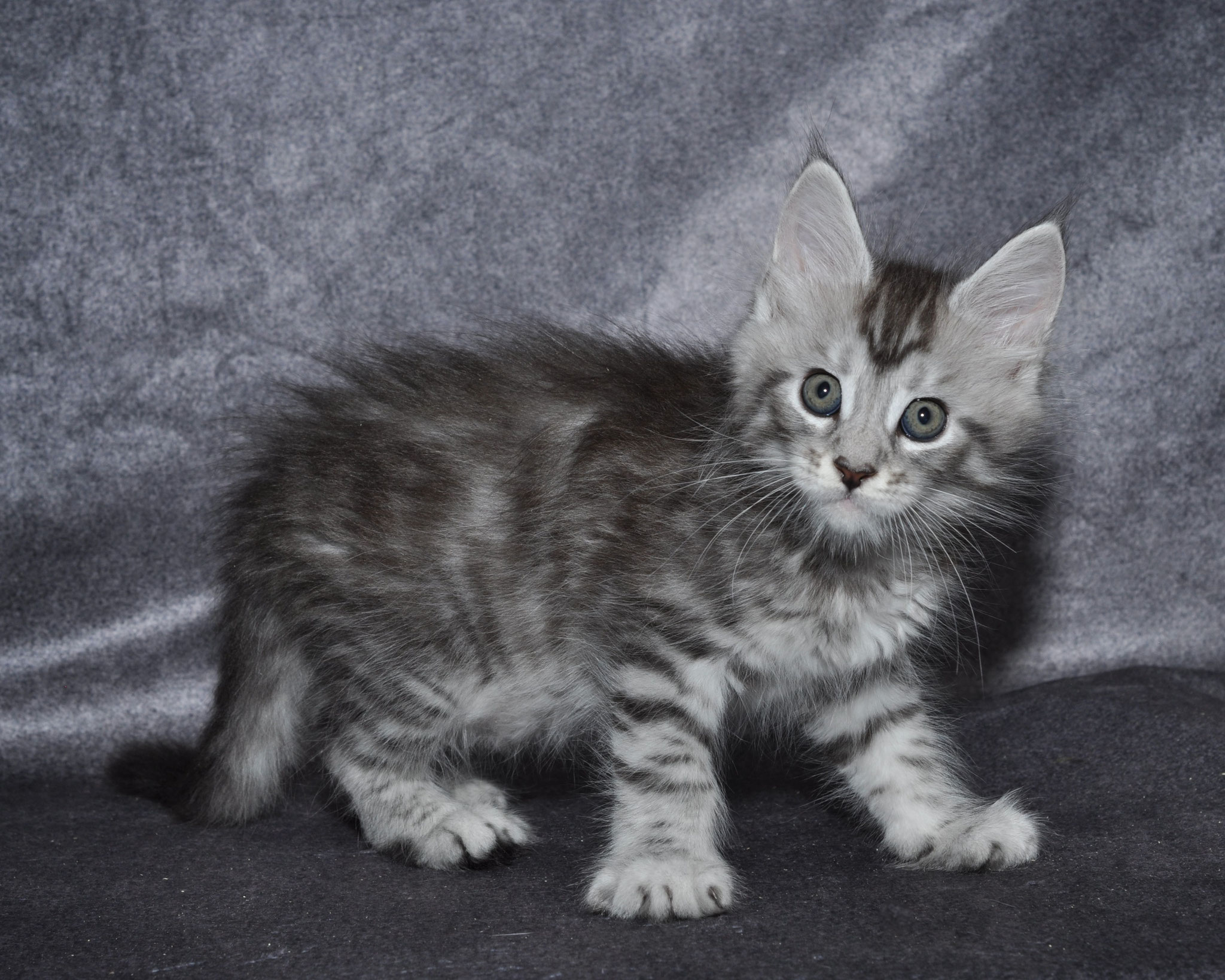 A gray kitten standing on top of a grey blanket.