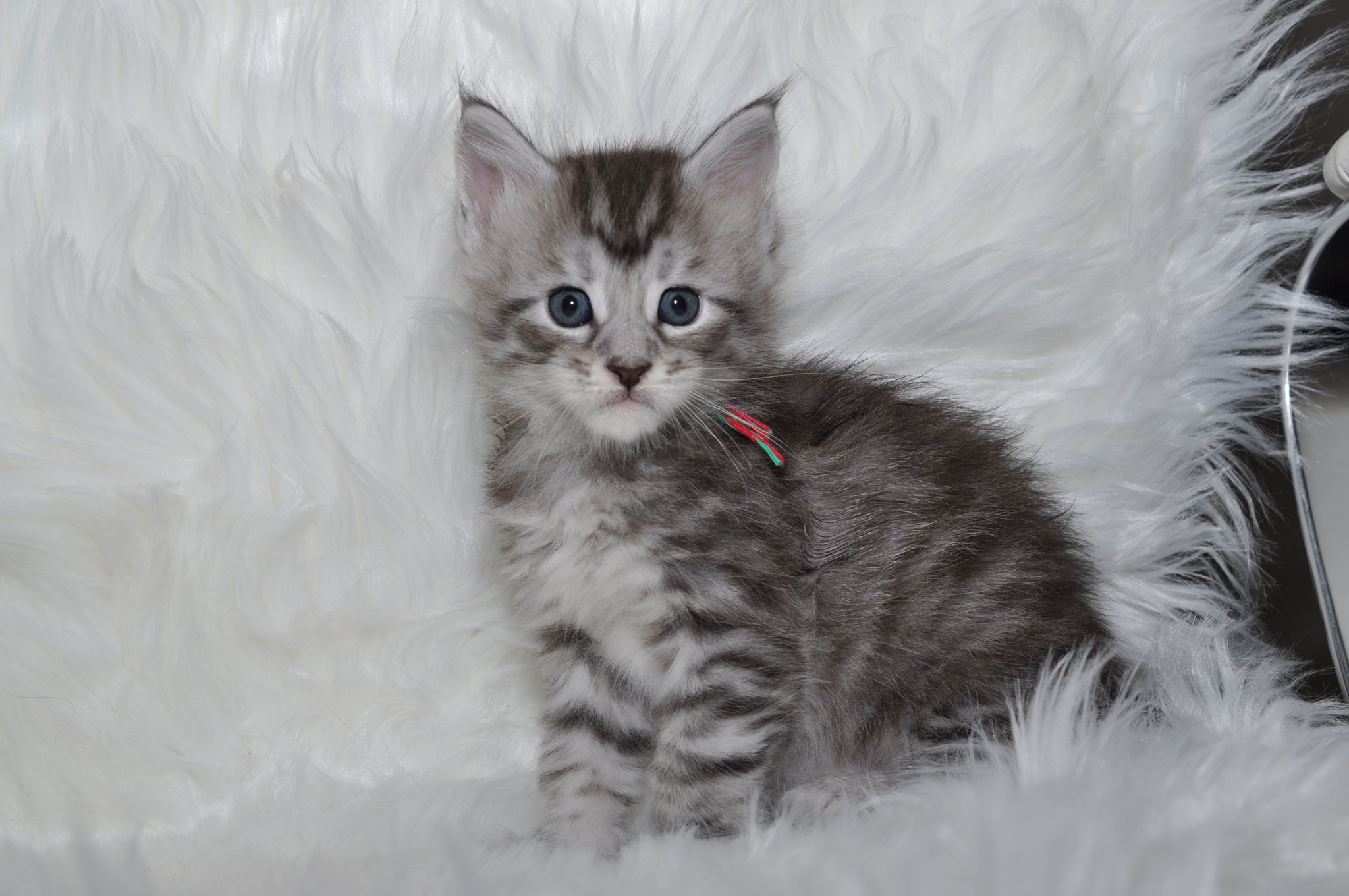 A kitten is sitting on the white fur.