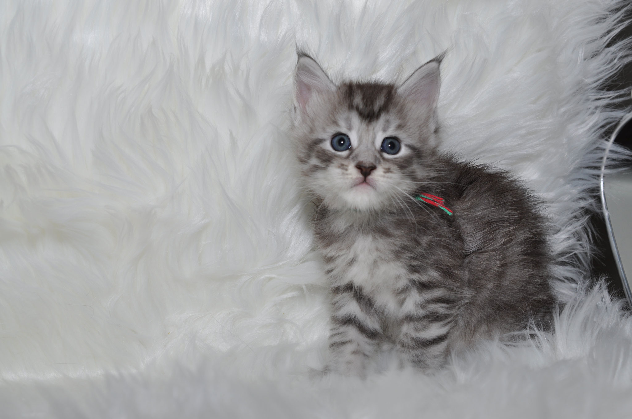 A kitten is sitting on top of some white fur.