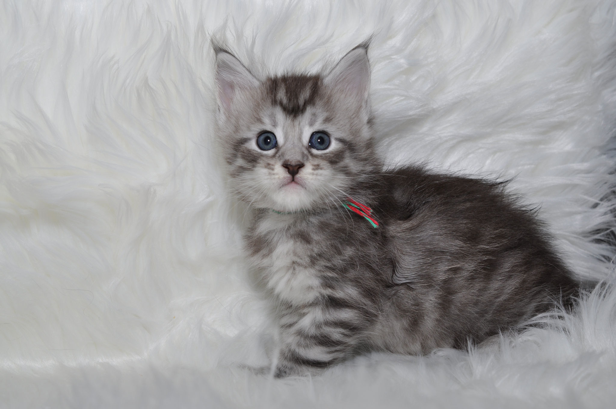 A cat is sitting on the fur of a blanket.
