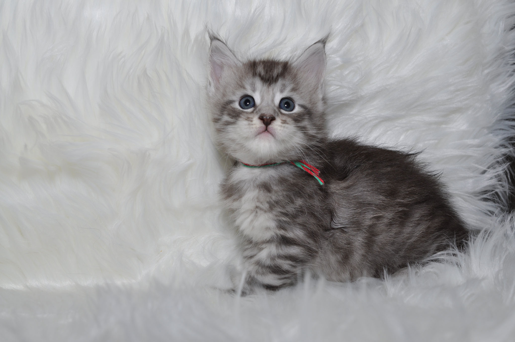 A kitten is sitting on the fur of a white blanket.