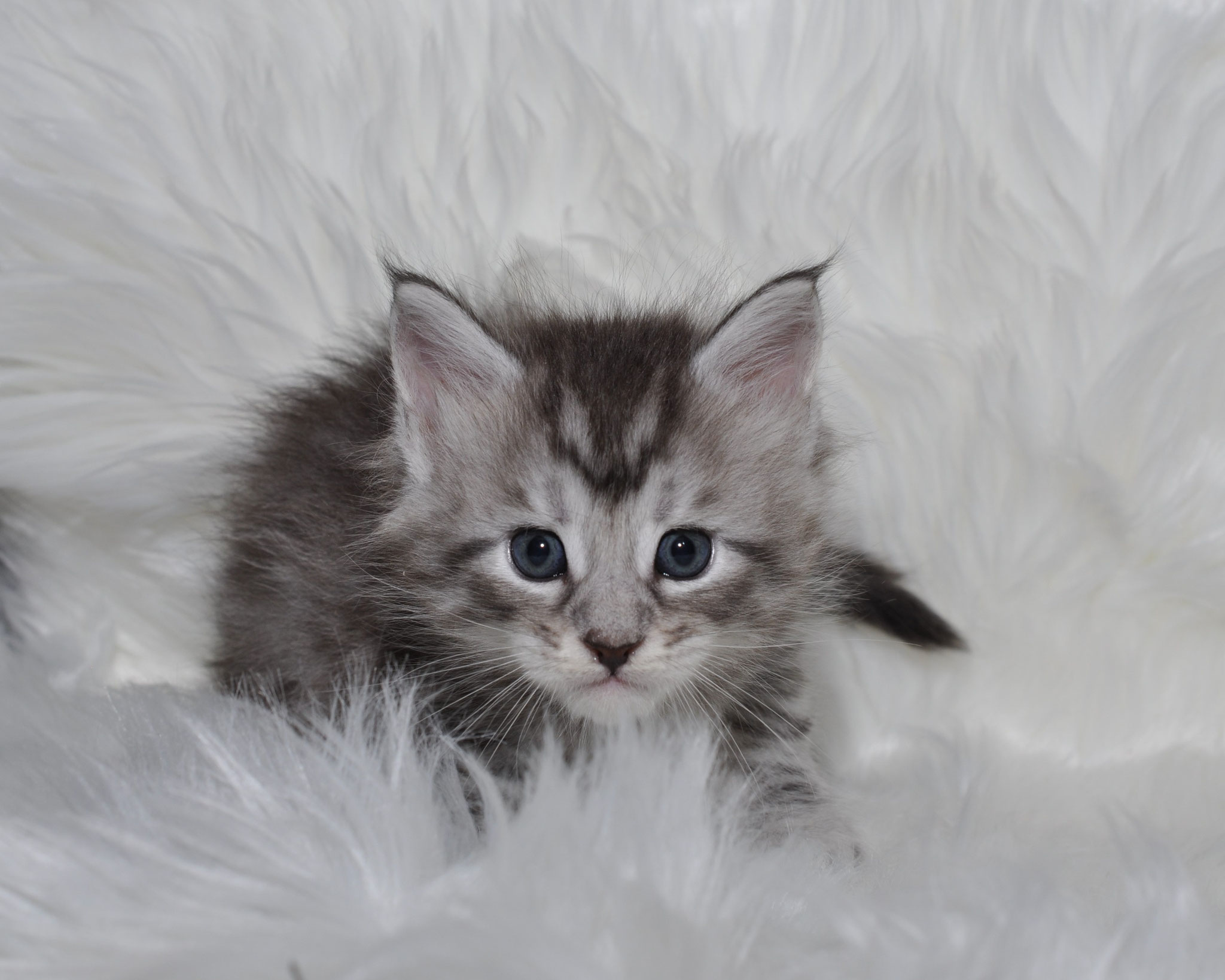 A kitten is sitting on some white feathers