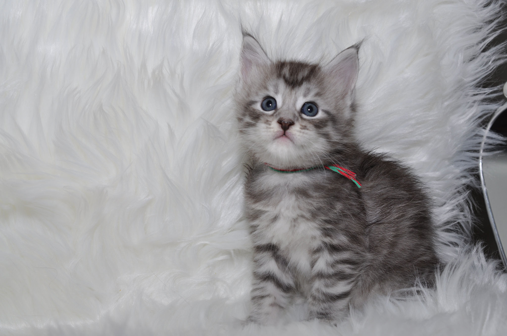 A kitten is sitting on the fur of a blanket.