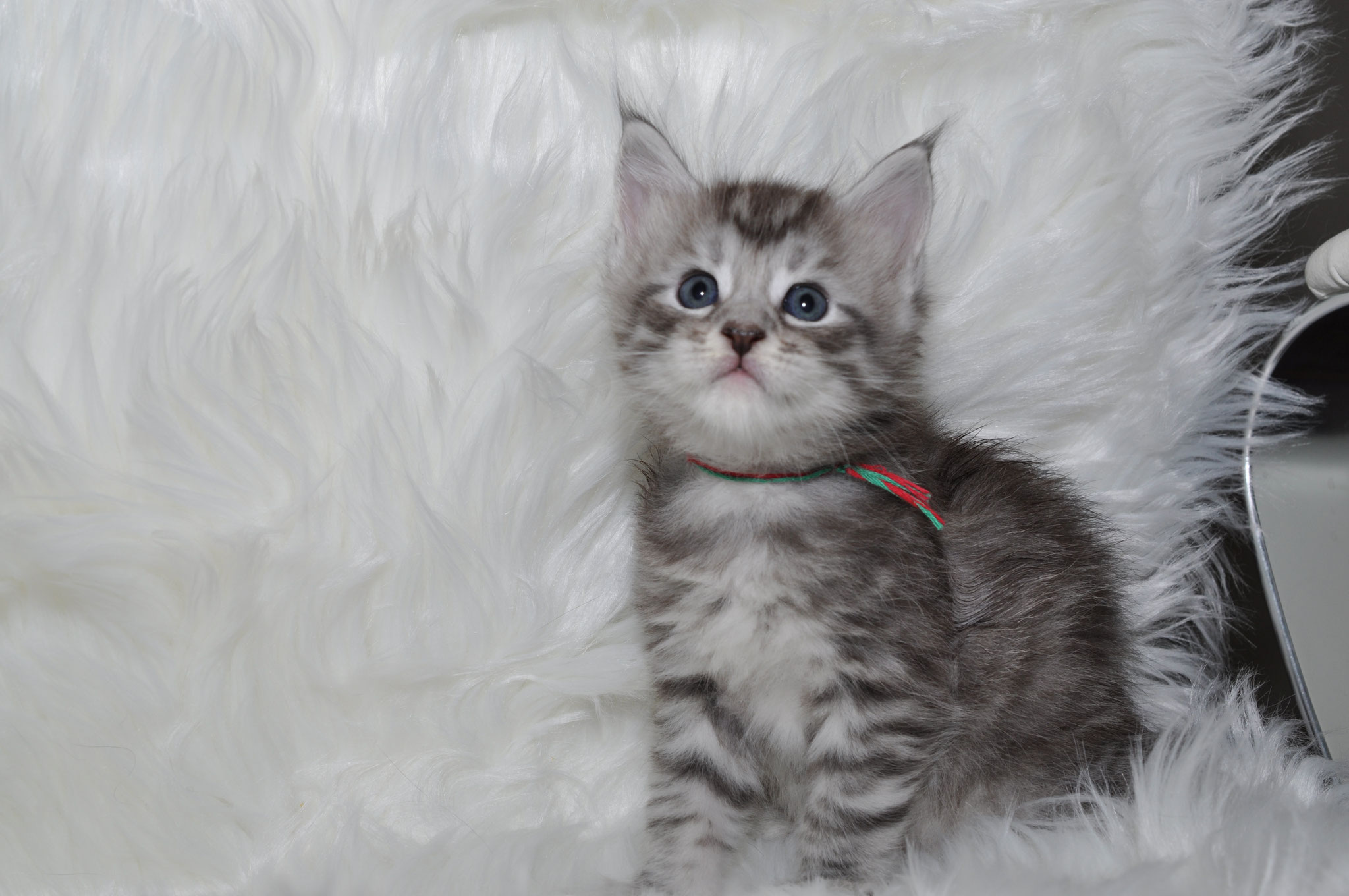 A kitten is sitting on top of a white blanket.