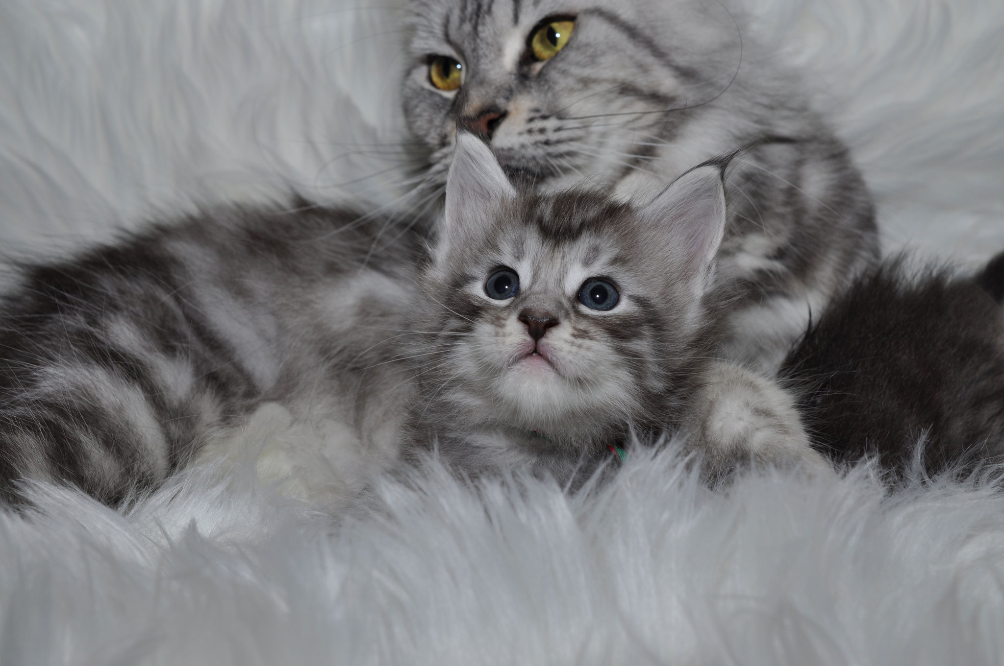 A cat and its kitten are laying on the fur.