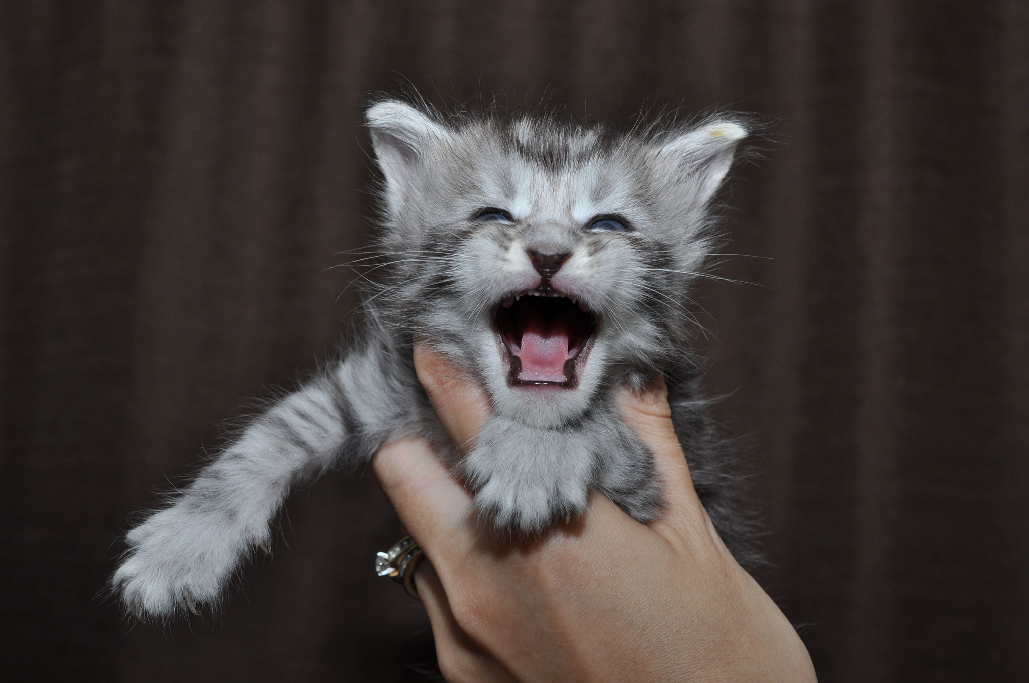 A cat is being held by someone with its mouth open.