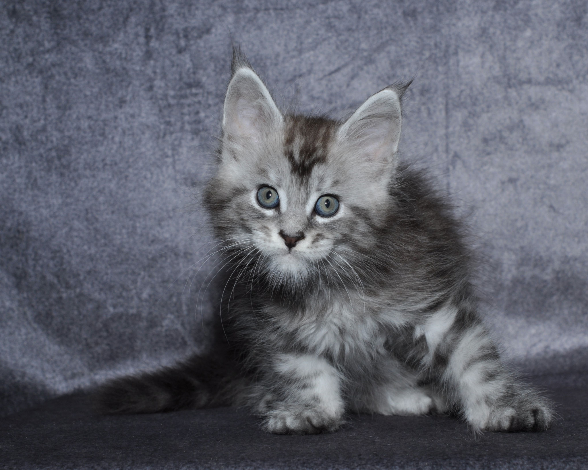 A cat sitting on top of a blanket.