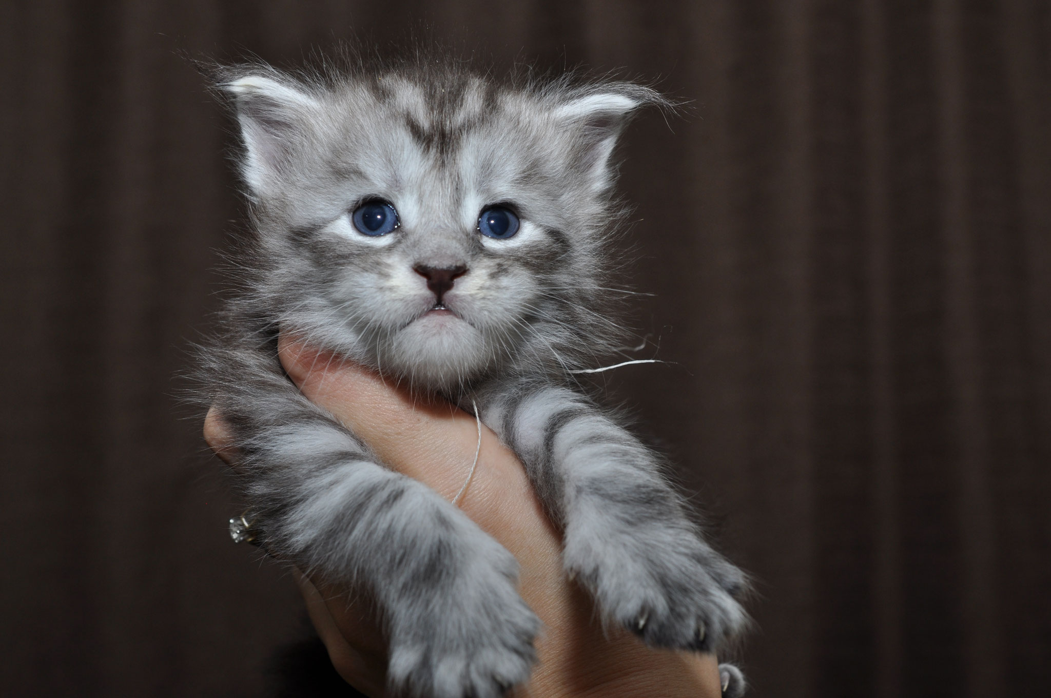 A cat is sitting in someone 's hand.