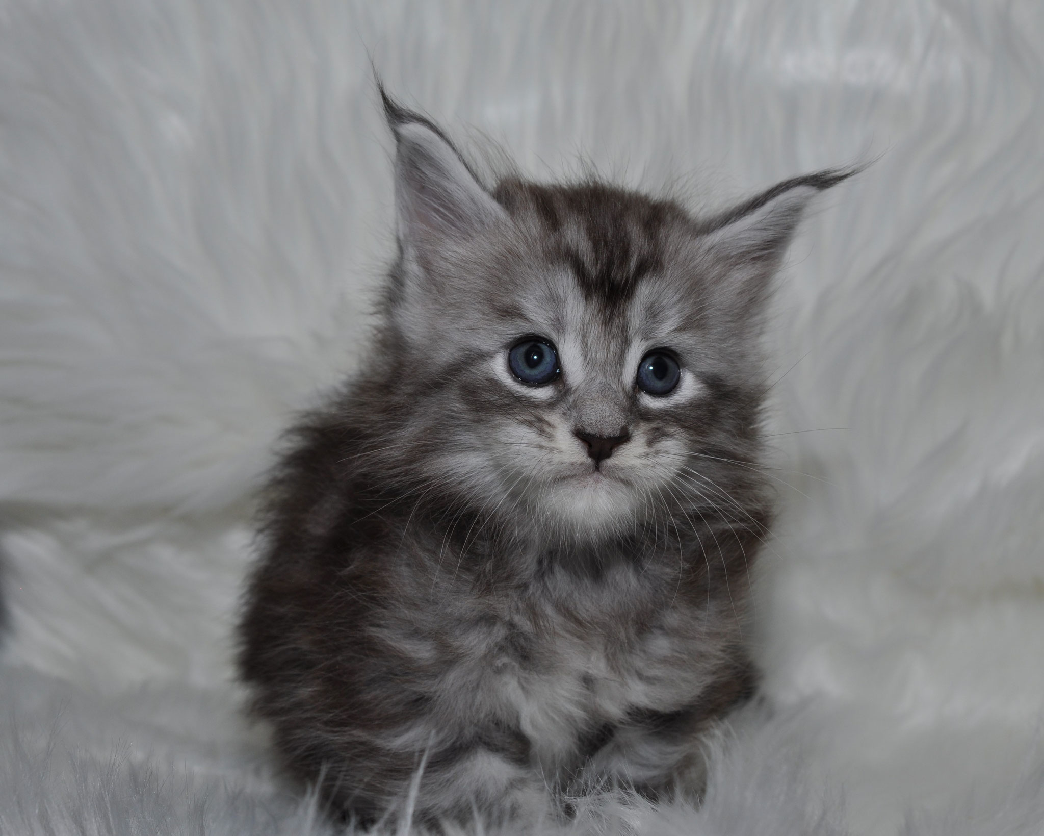 A fluffy kitten sitting on top of a white blanket.