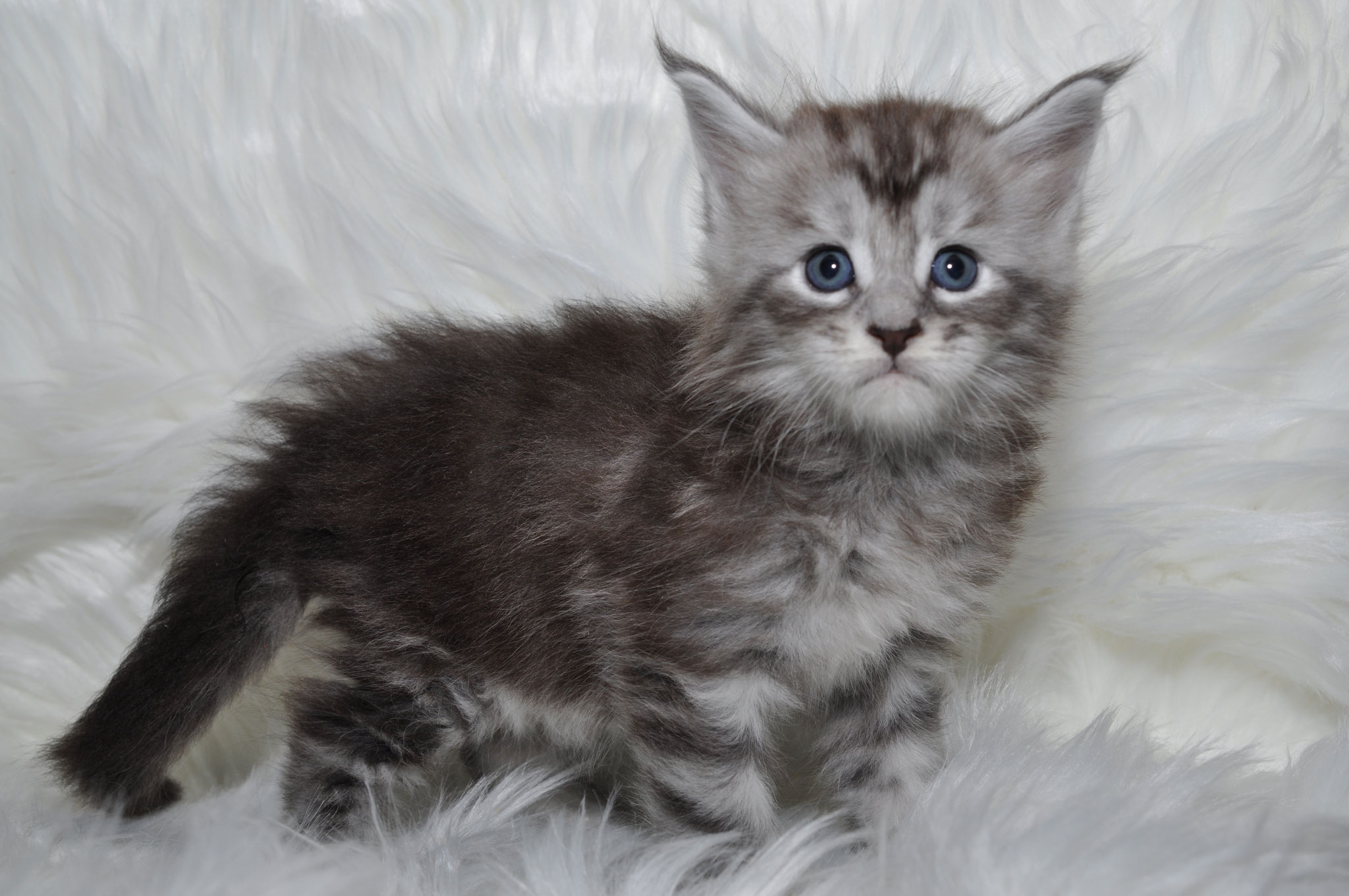 A fluffy kitten is standing on some white fur.