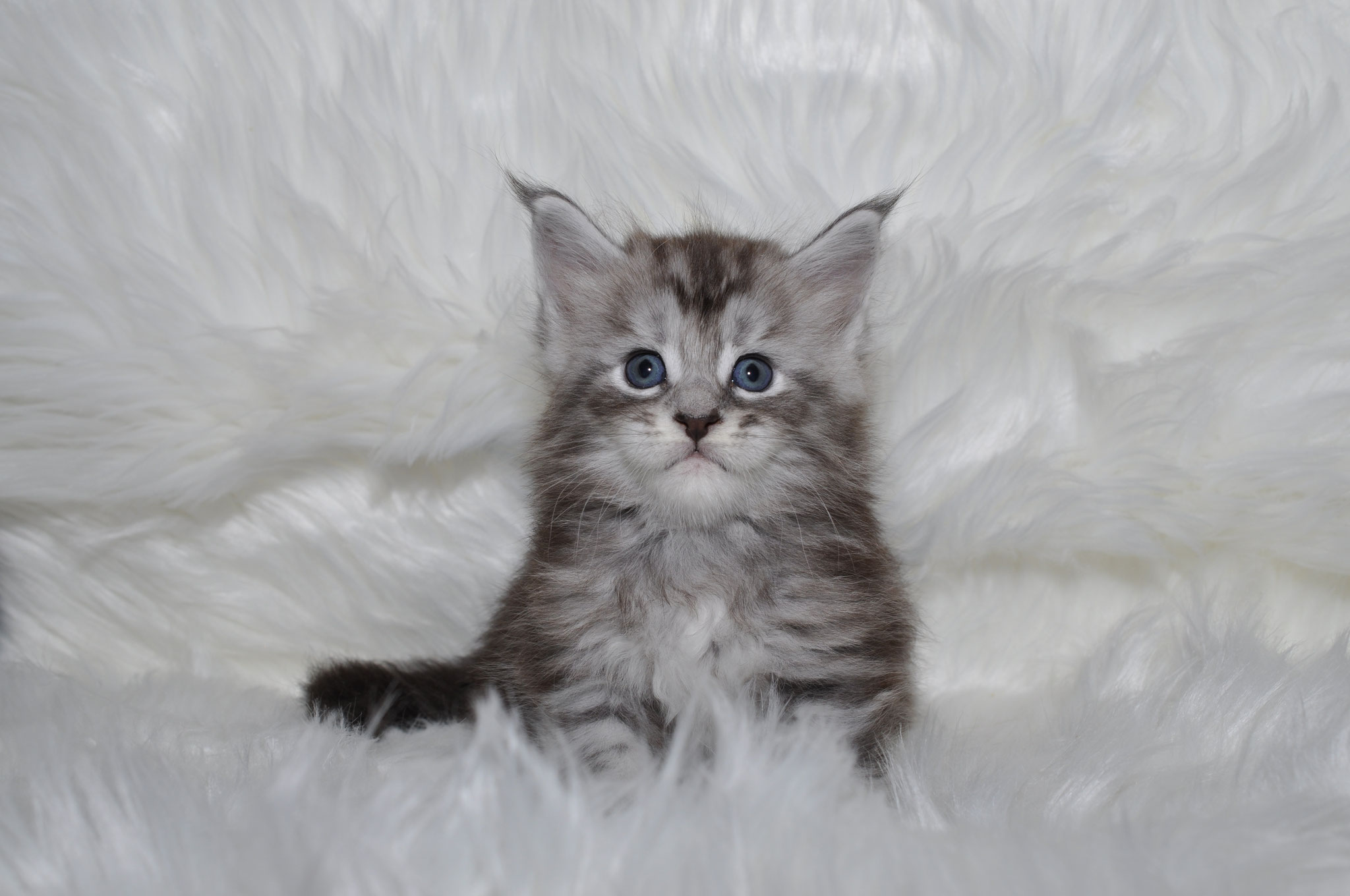 A cat sitting on top of a white blanket.