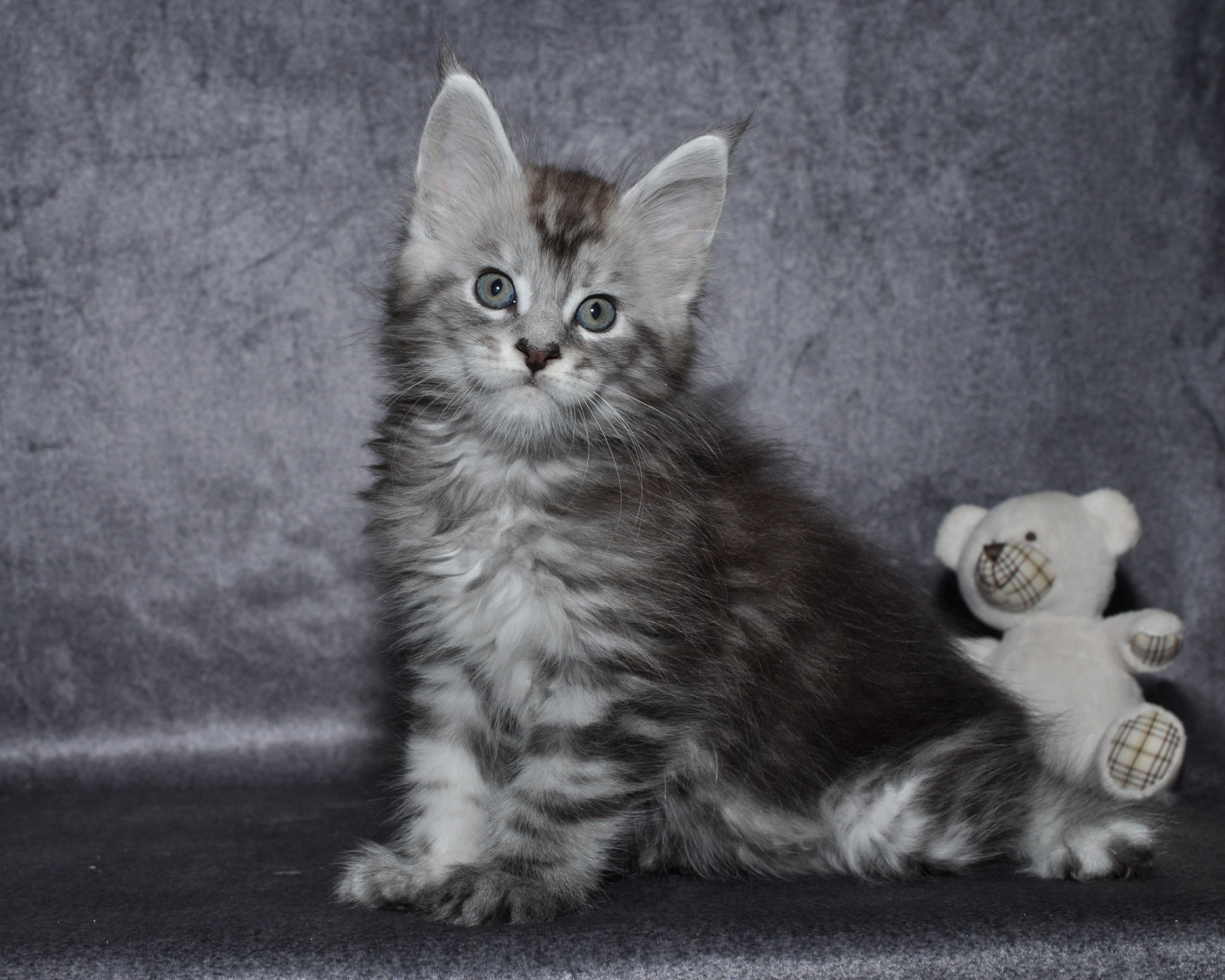 A cat sitting next to a stuffed animal.