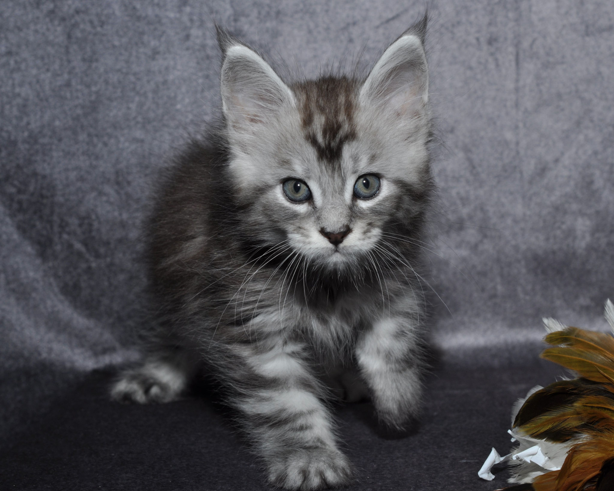 A kitten sitting on the ground next to some foil.