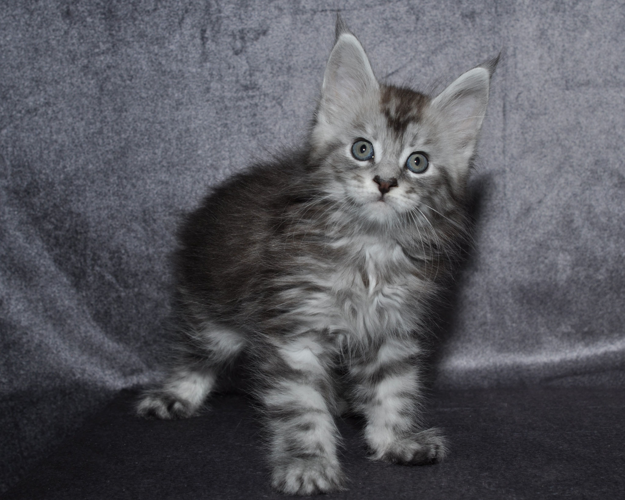 A kitten standing on the ground in front of a wall.