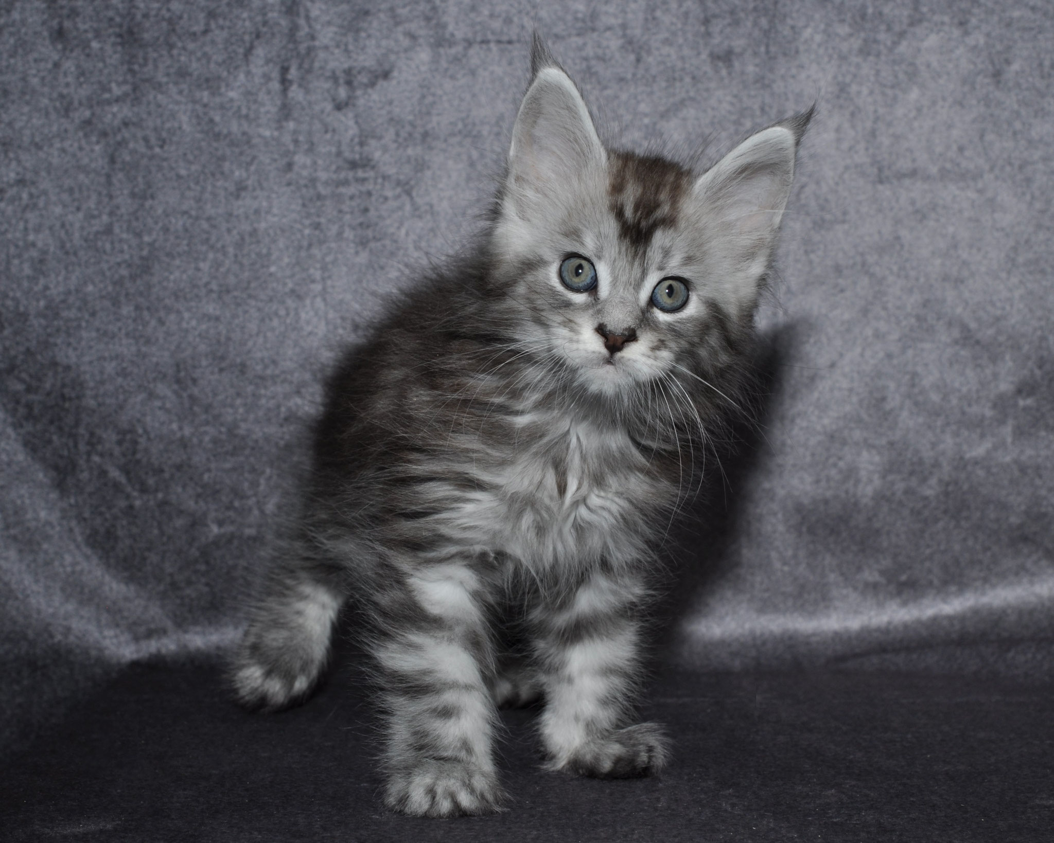 A cat that is standing up on the ground.