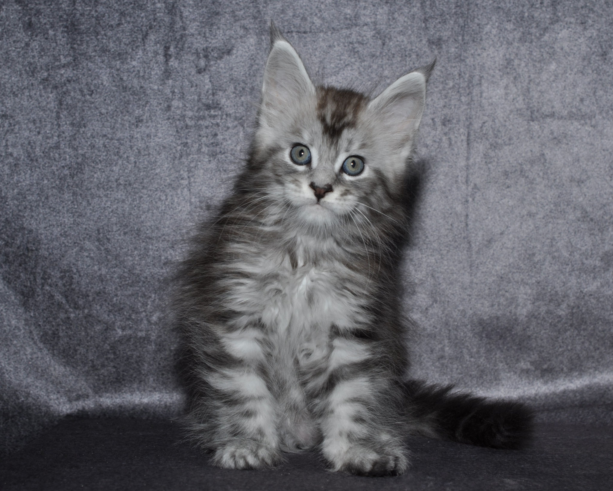 A fluffy cat sitting on top of a table.