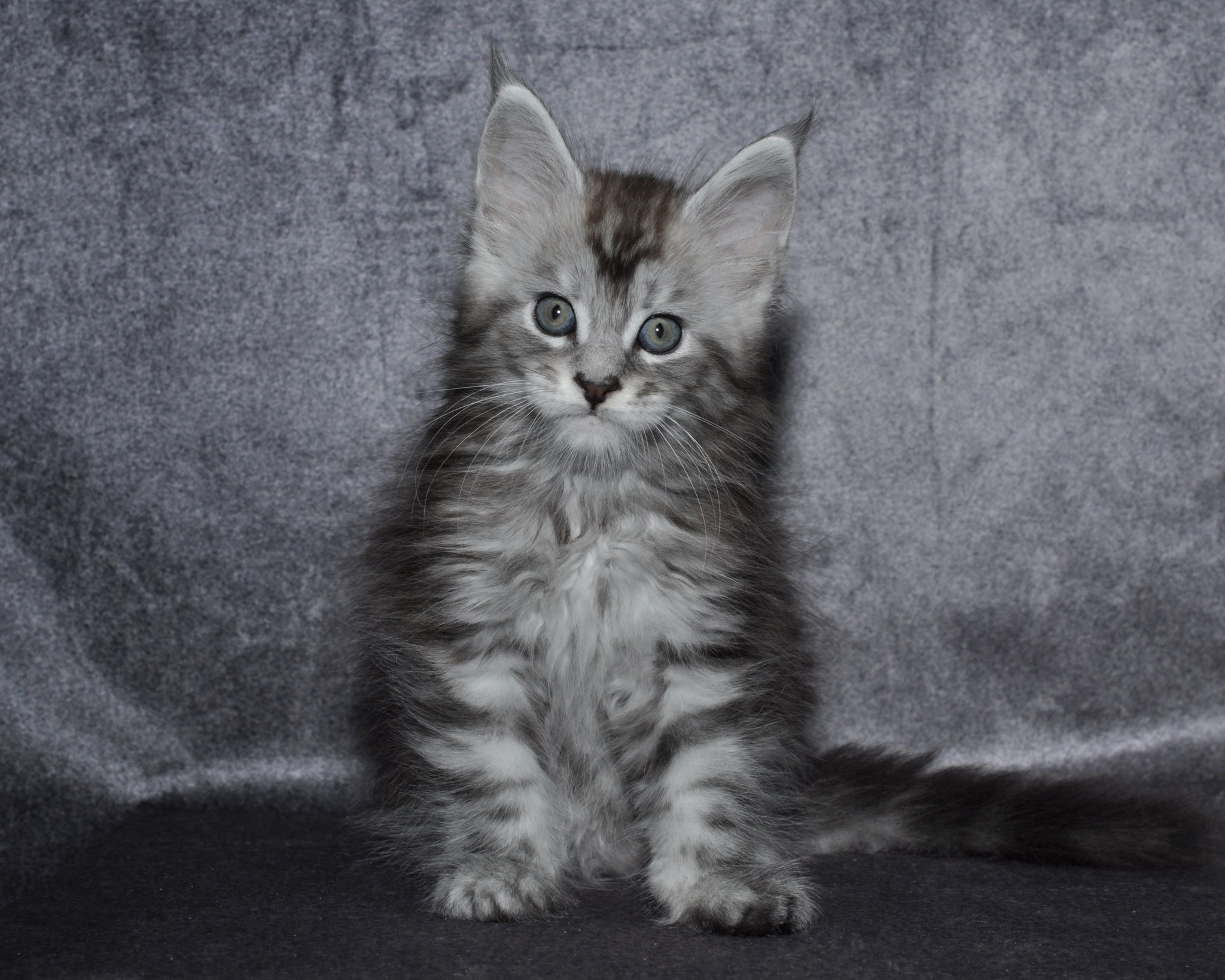 A gray and white kitten sitting on top of a floor.