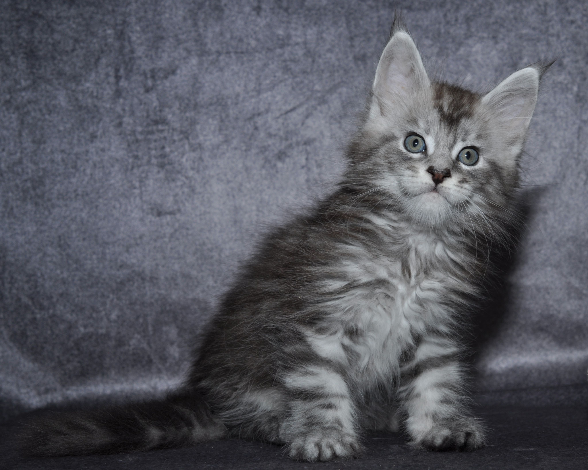 A cat sitting on top of a couch.