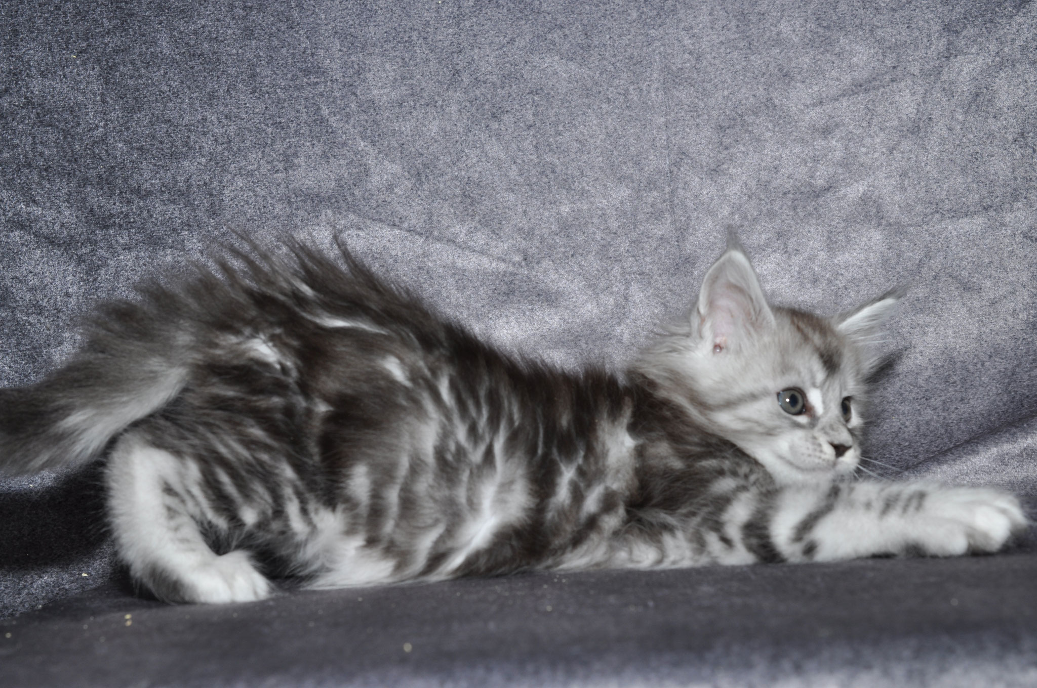 A cat is laying on the couch and looking at something.