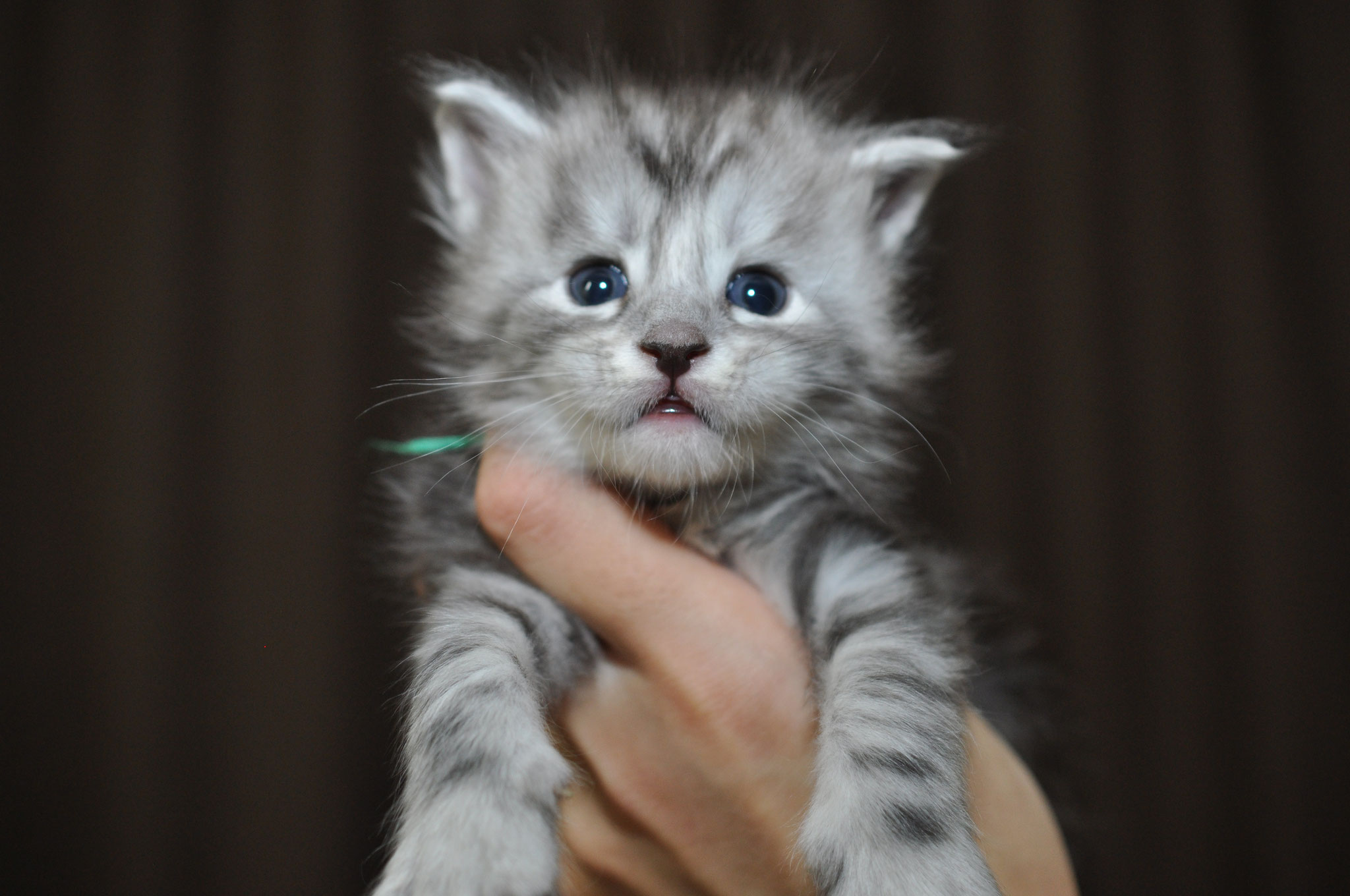 A person holding a cat in their hand.