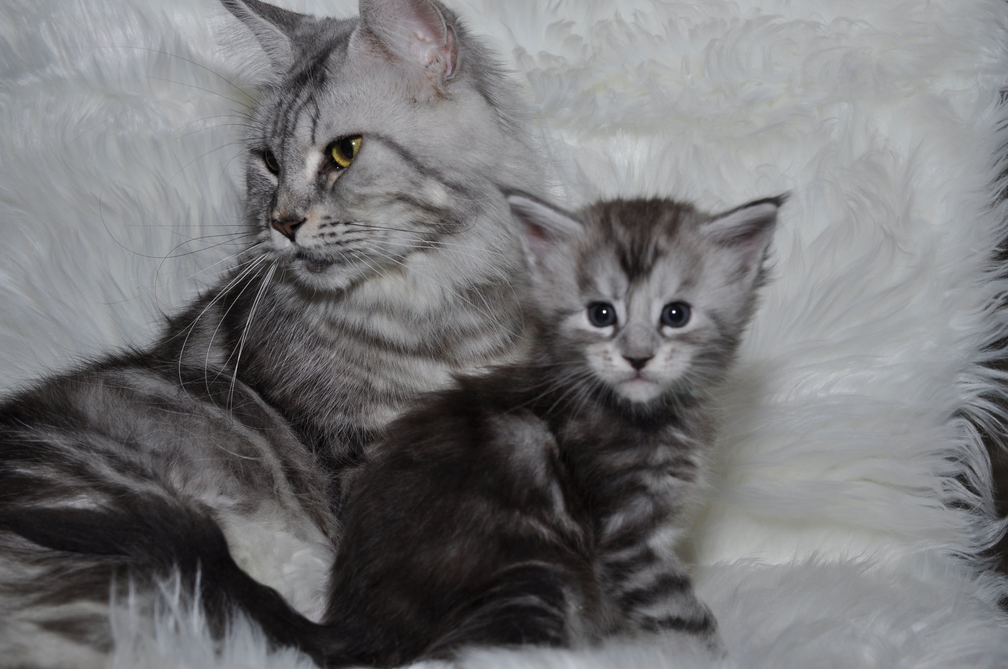 A cat and its kitten are sitting on the fur.