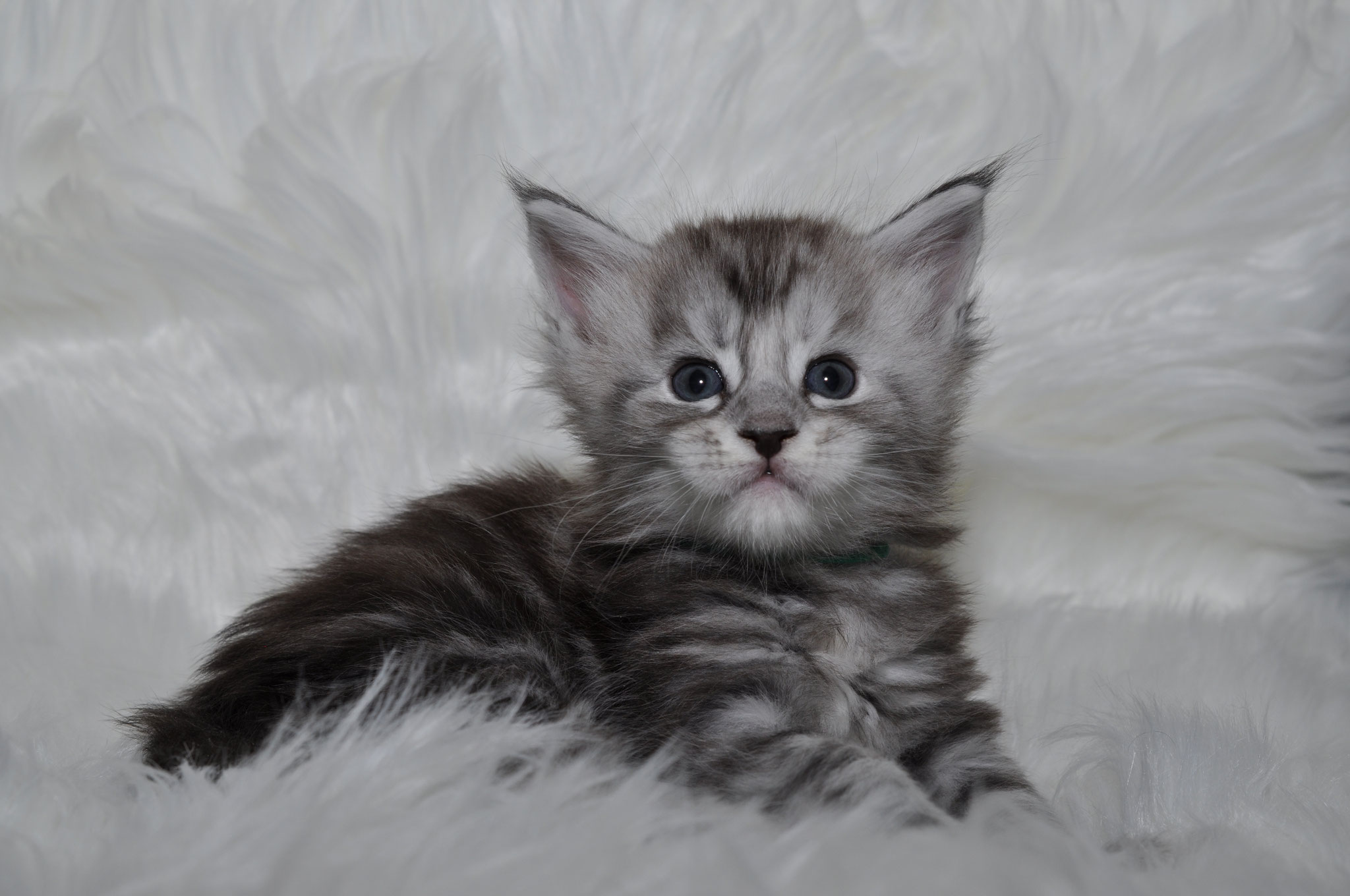 A kitten is laying on the white blanket.