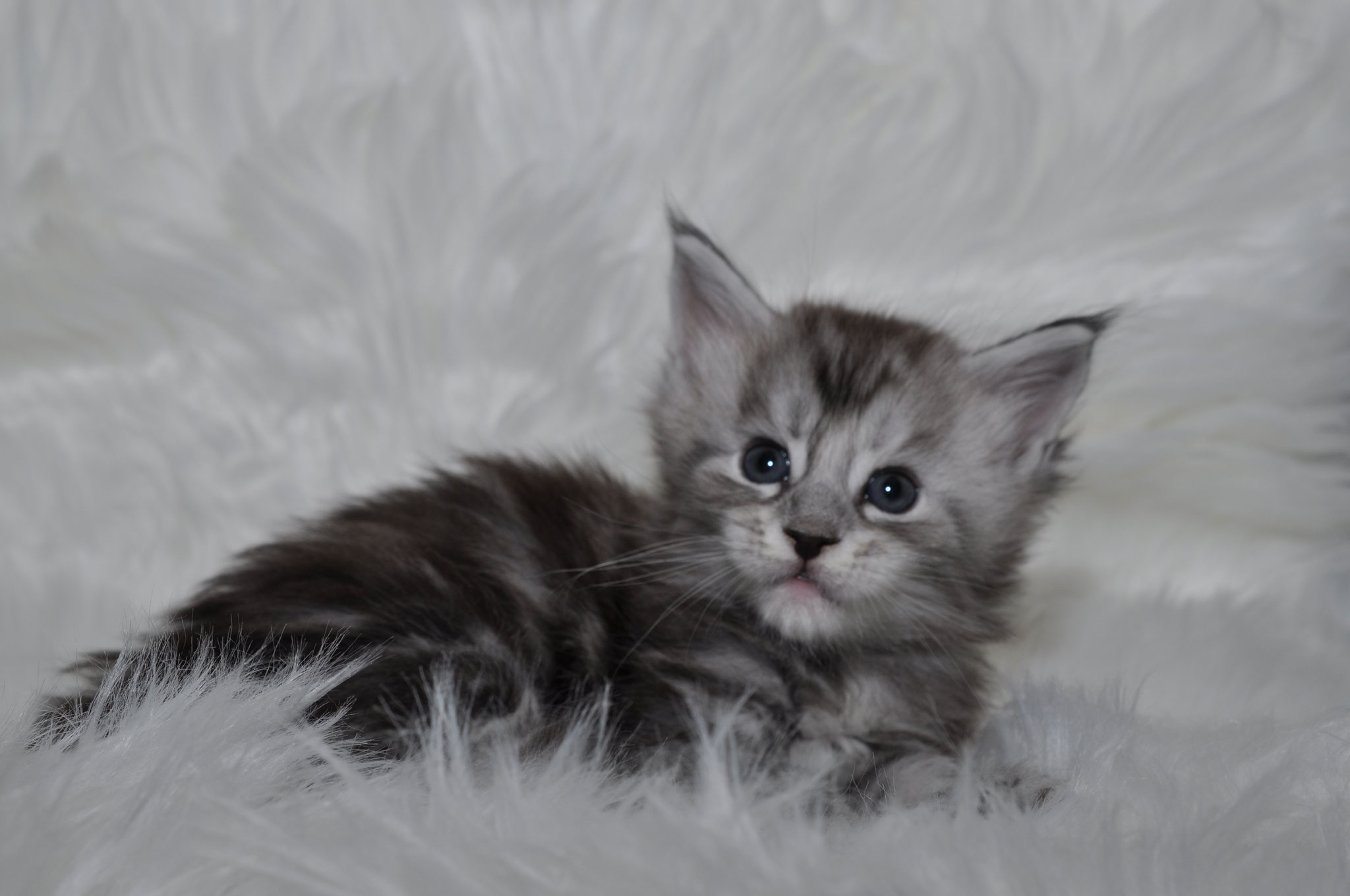 A kitten is laying on the white blanket.