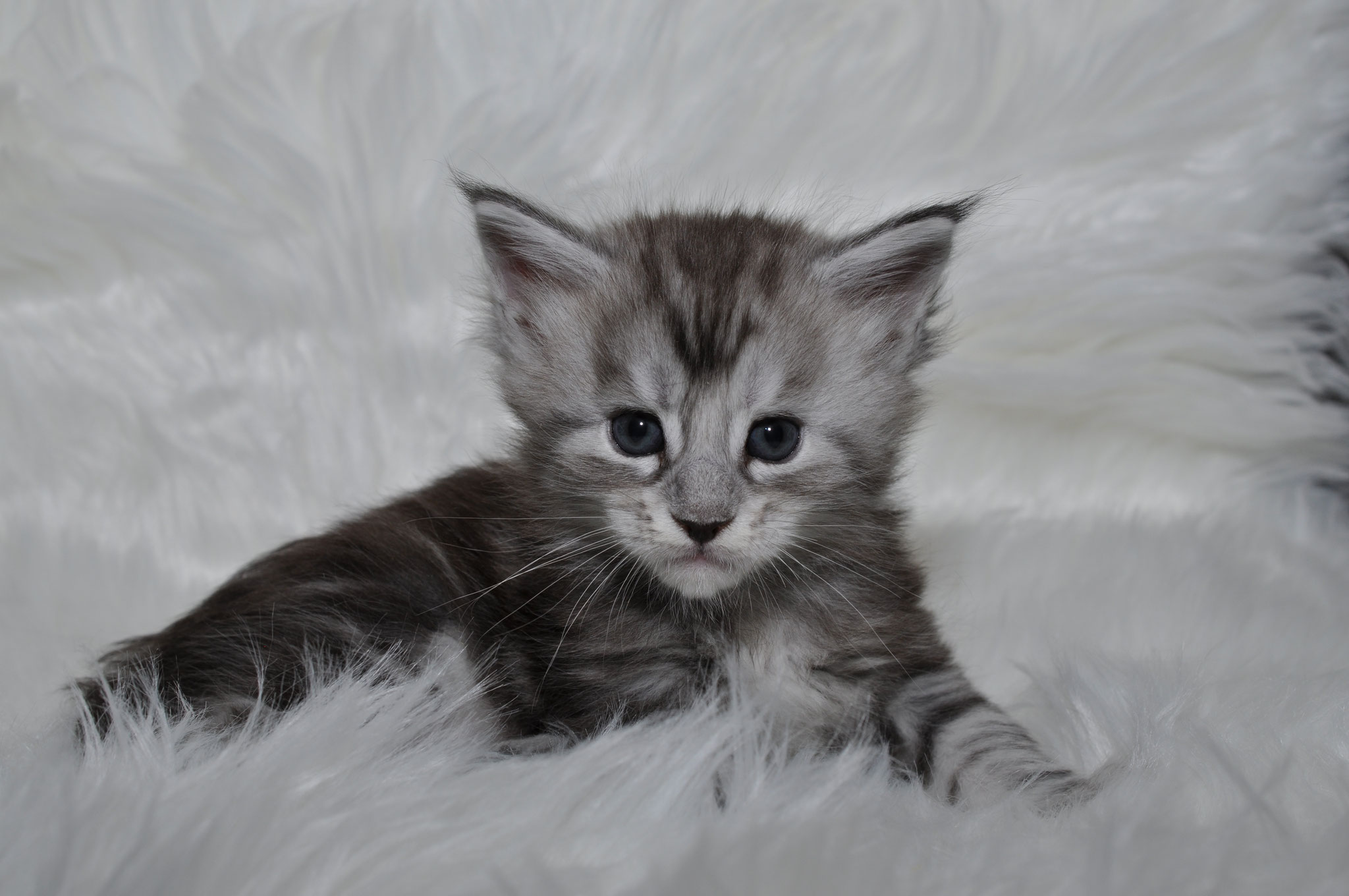 A kitten is laying on the white fur.