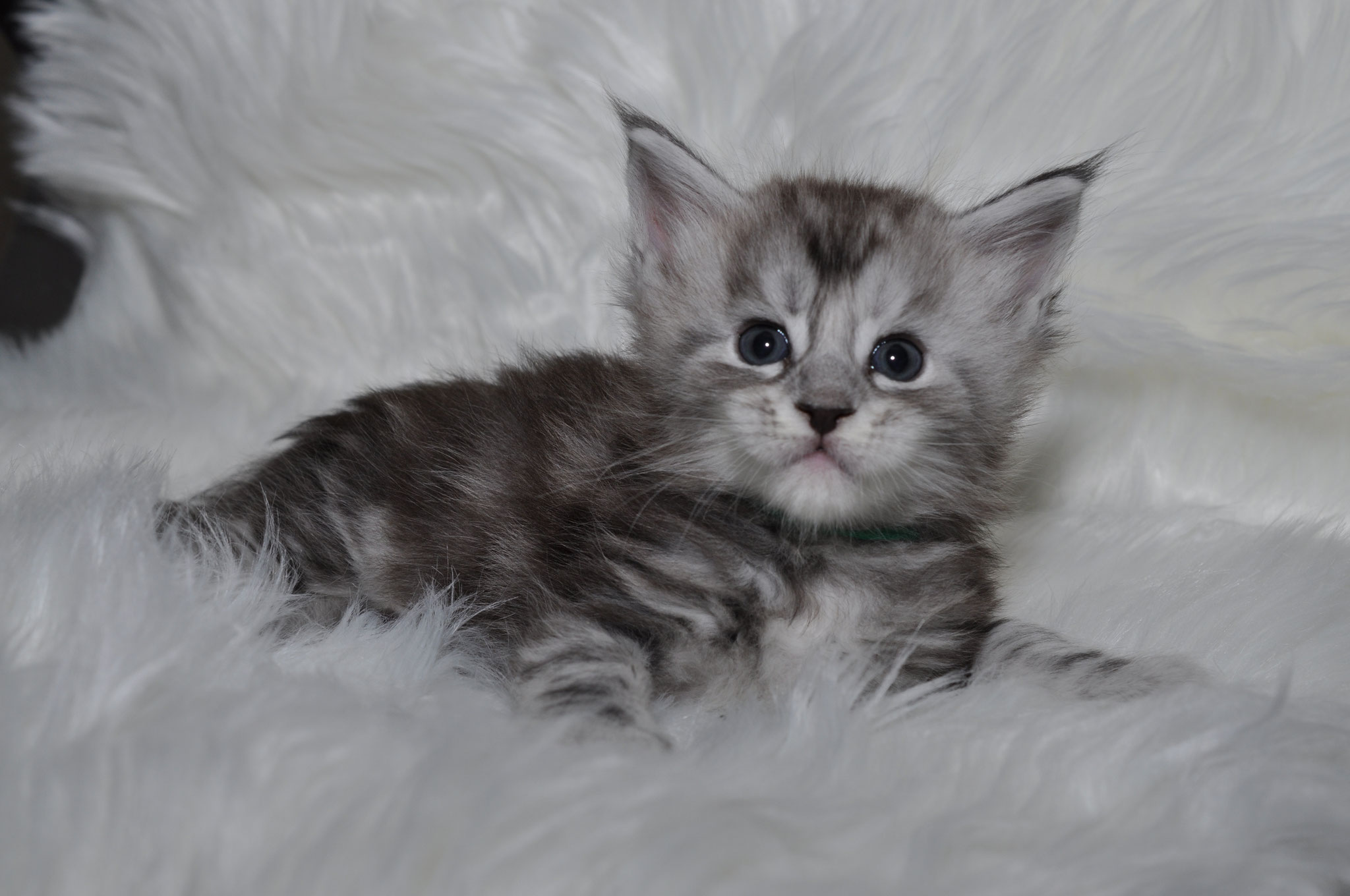 A fluffy kitten is laying on the fur
