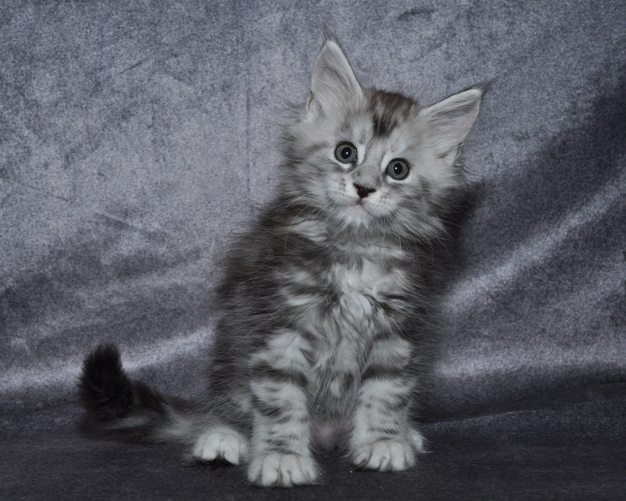 A fluffy cat sitting on top of a blanket.
