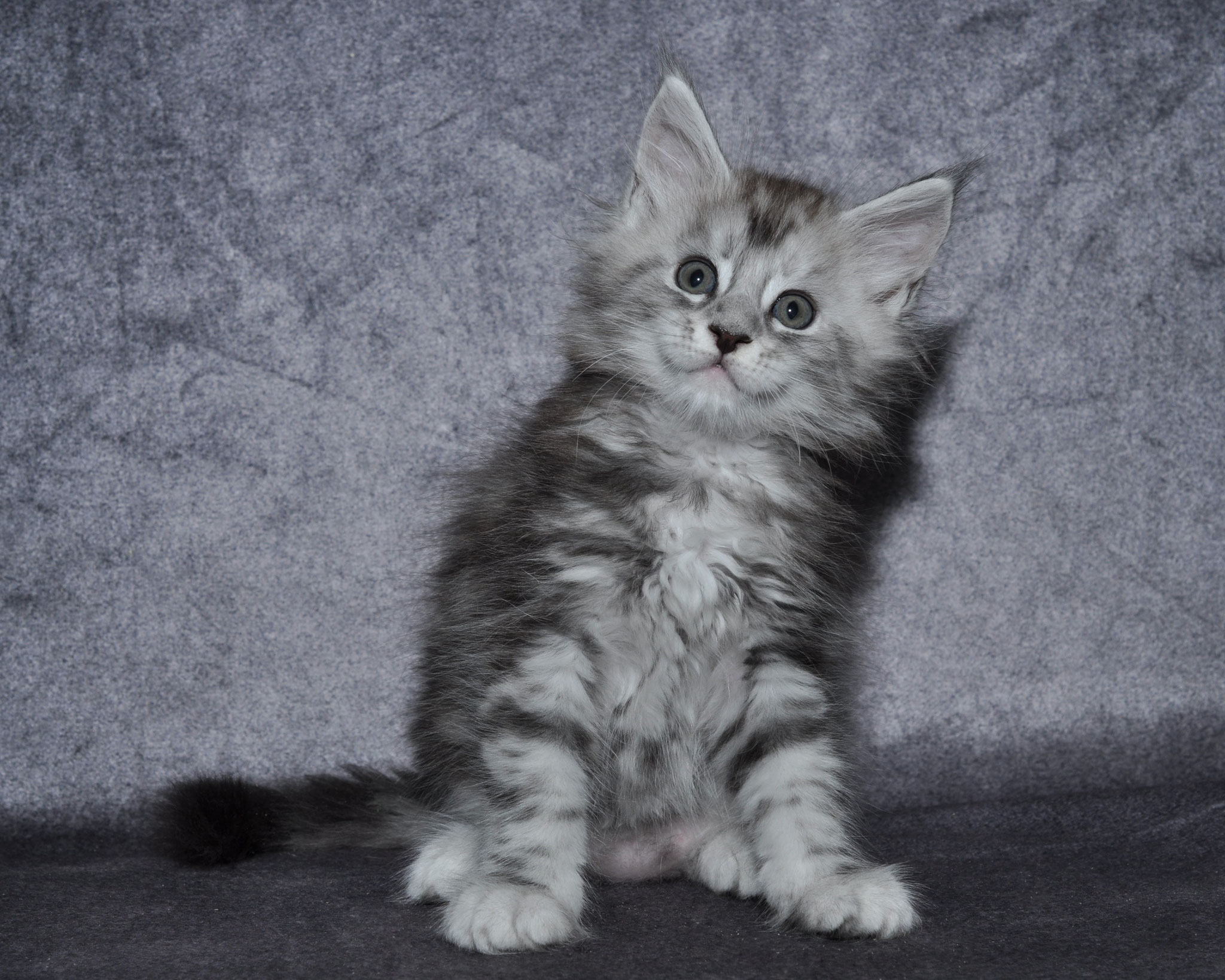 A fluffy cat sitting on the ground looking at something.