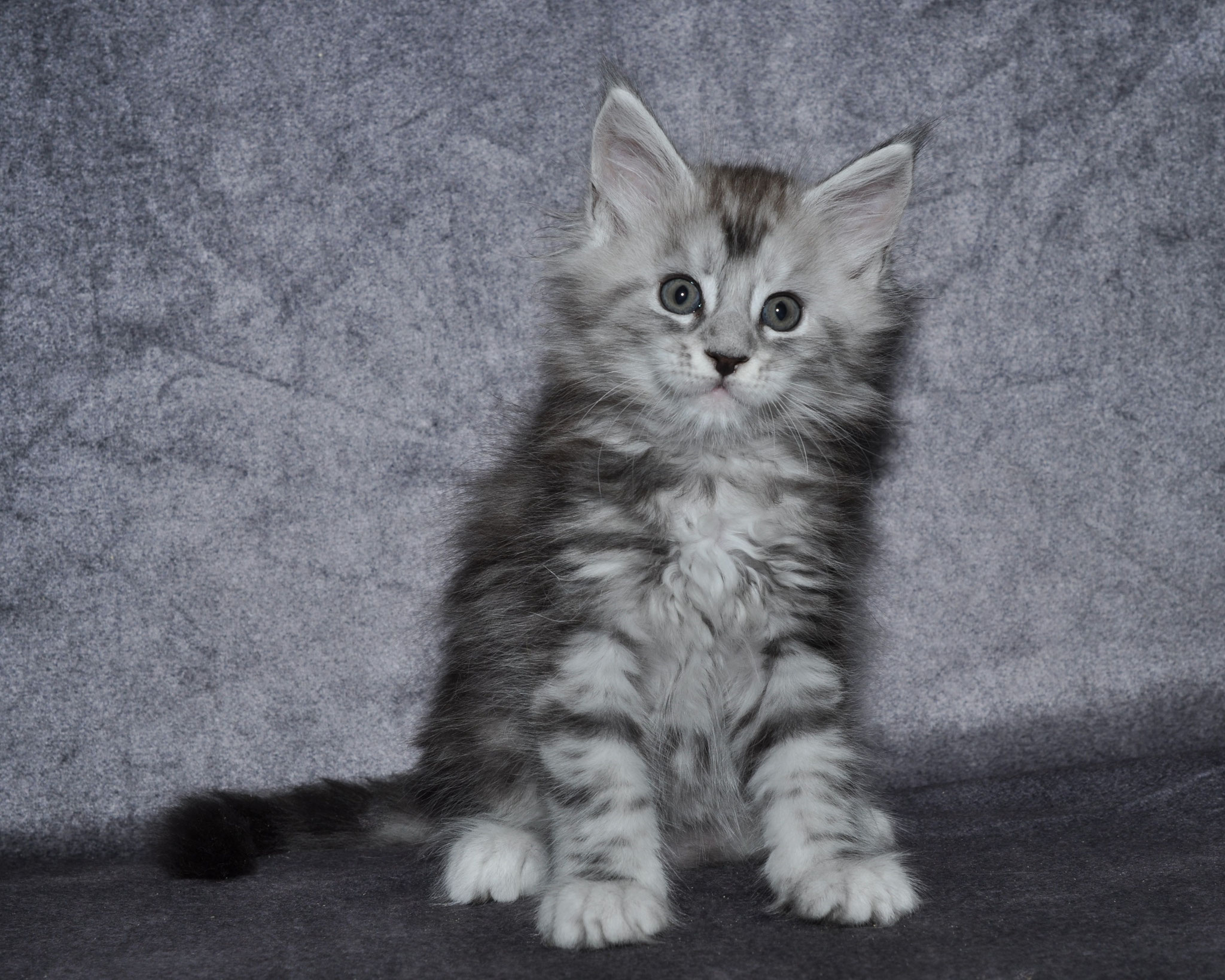A kitten sitting on the ground looking at the camera.