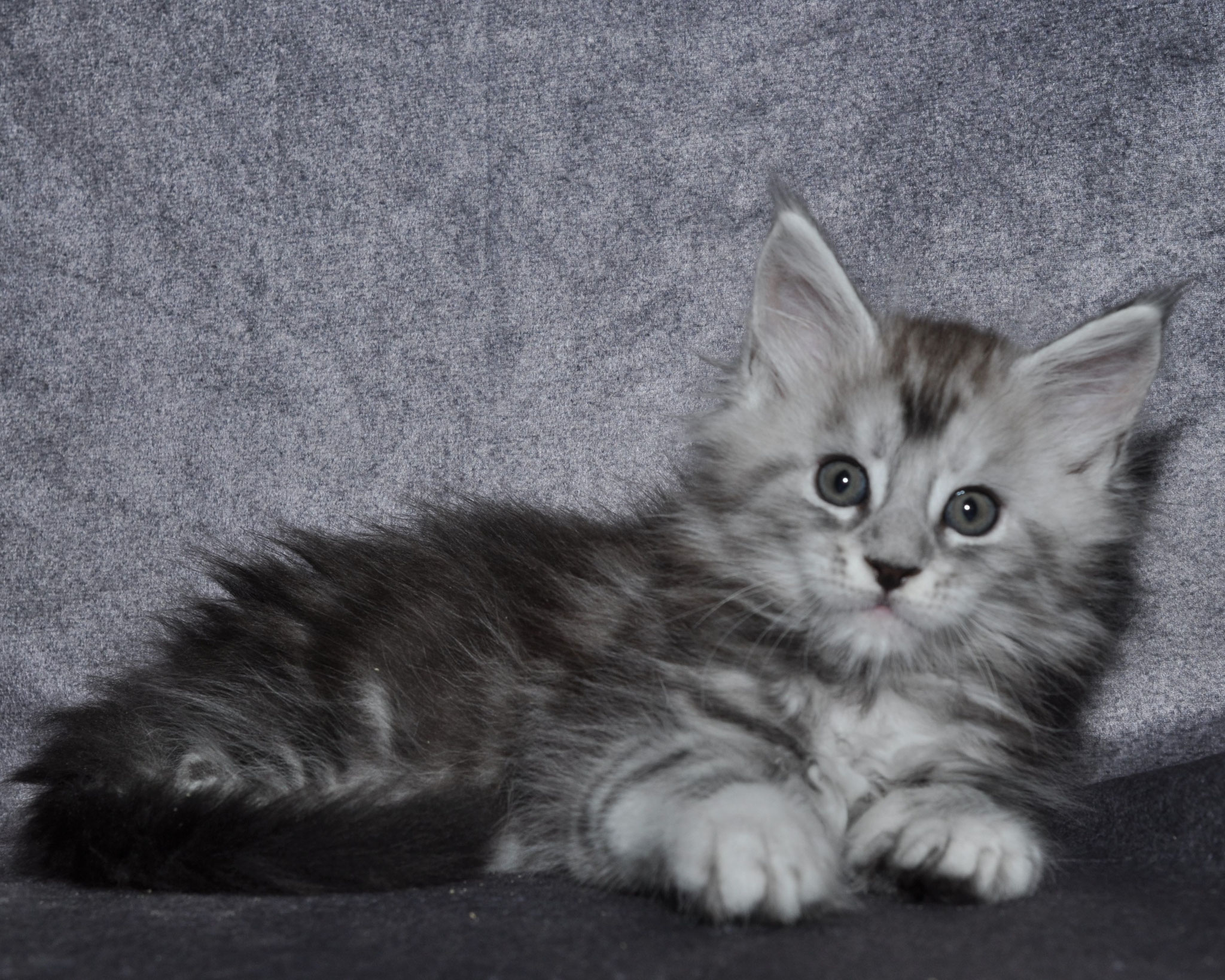 A fluffy cat is sitting on the ground.