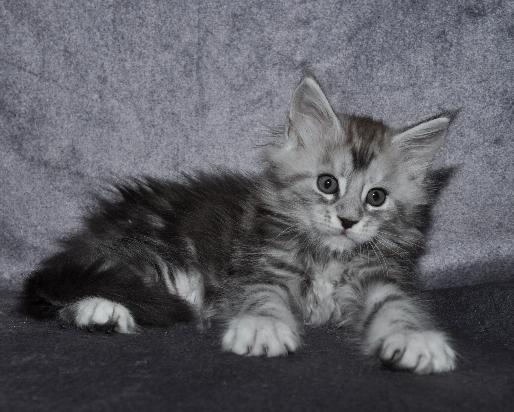 A fluffy cat is sitting on the ground.