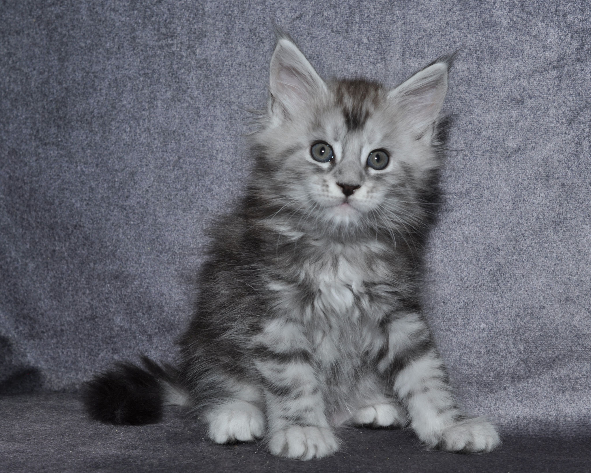 A fluffy cat sitting on top of a gray blanket.