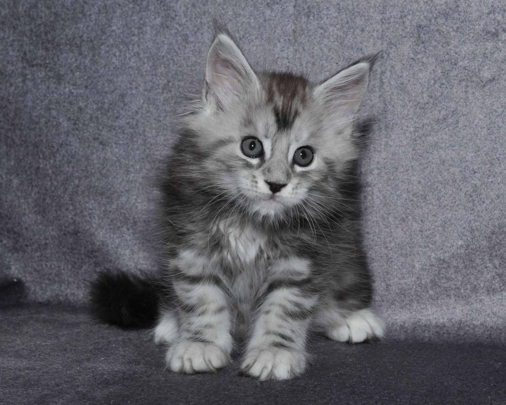 A fluffy kitten sitting on top of a couch.